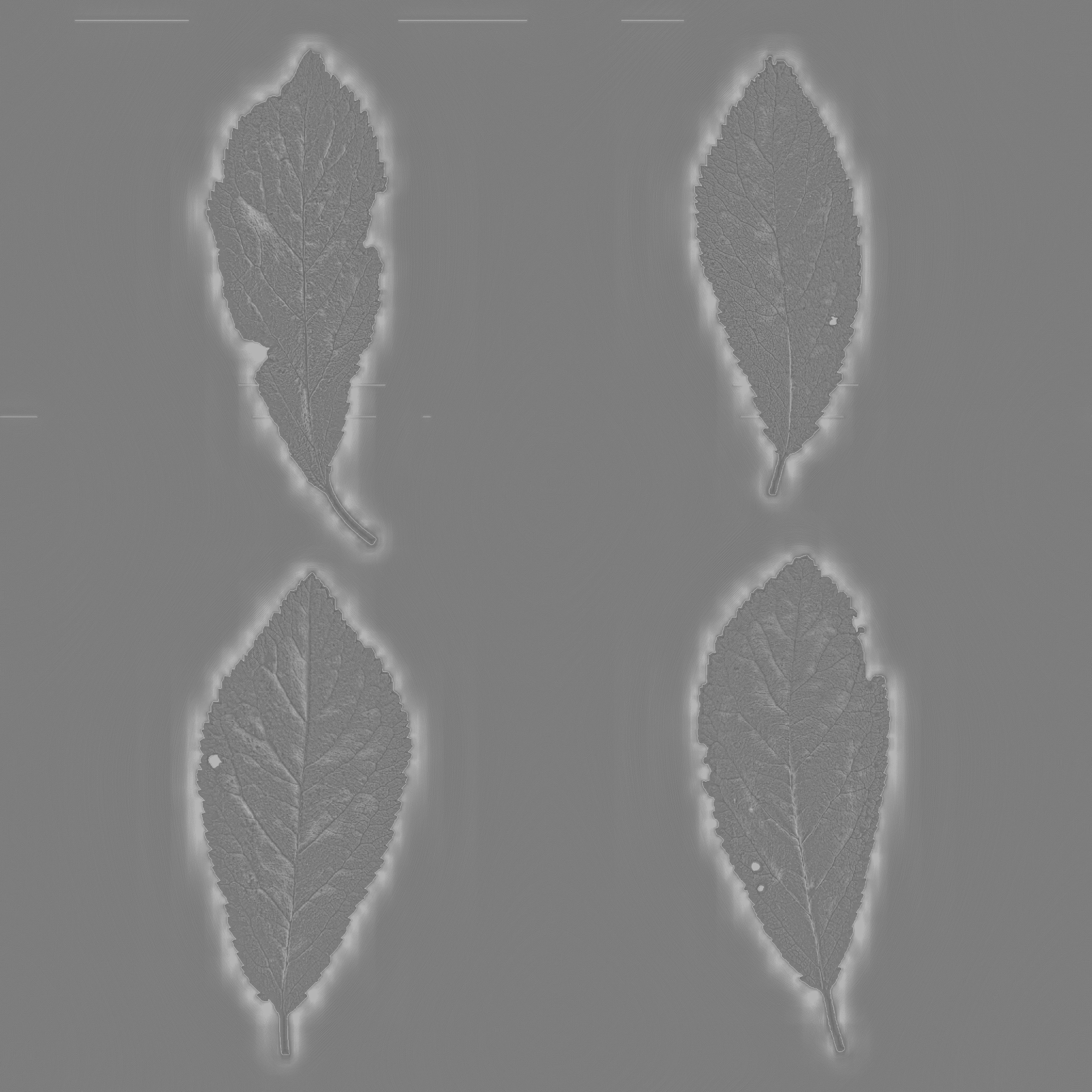 LeafSet003 4K Roughness