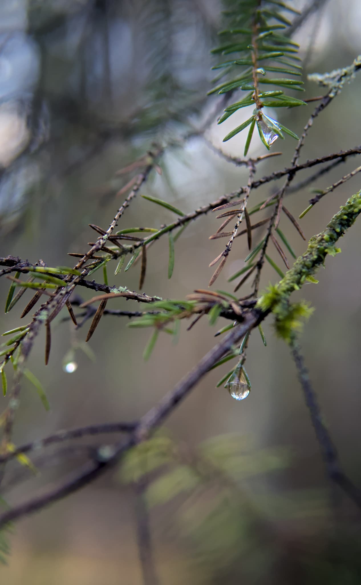 Water droplets on a spruce (52481702544)