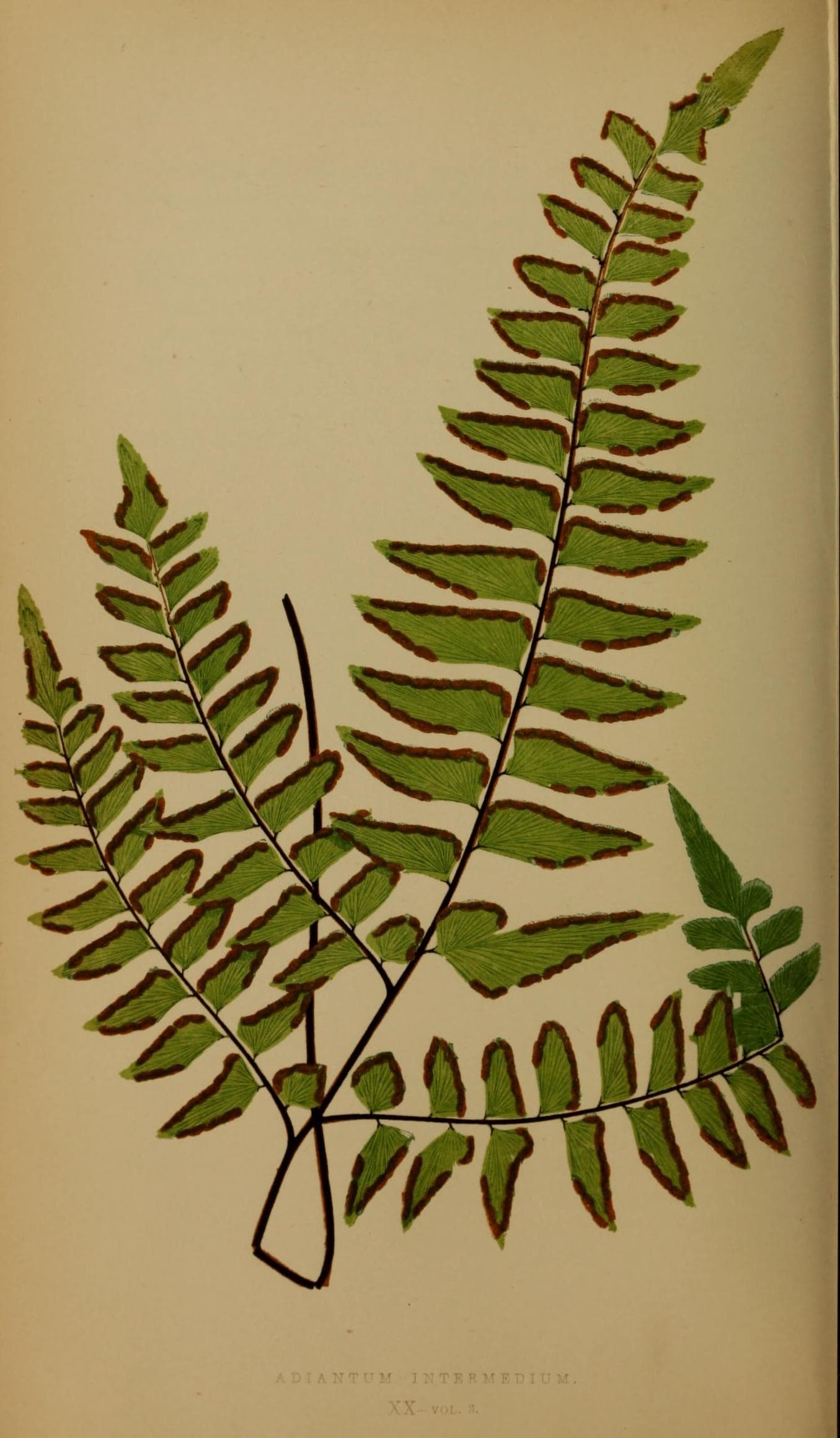 Ferns- British and exotic (10292196243)