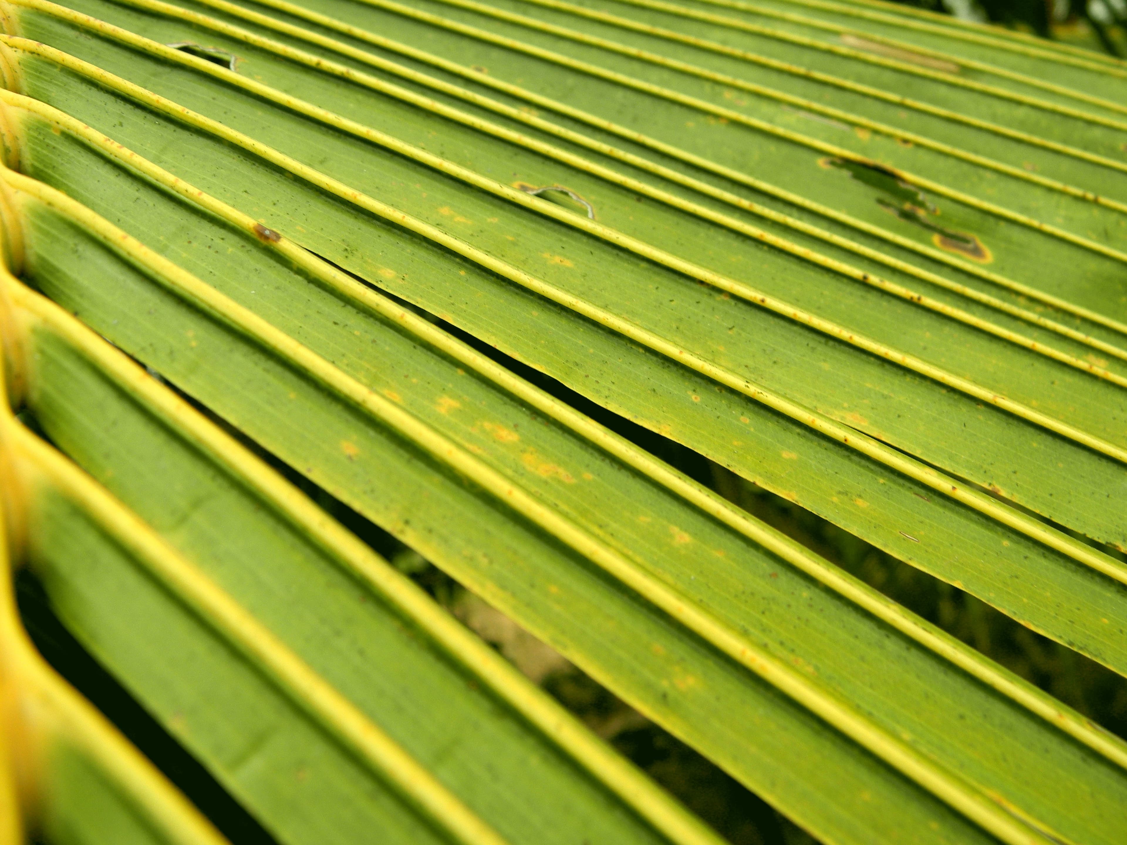 Coconut leaf