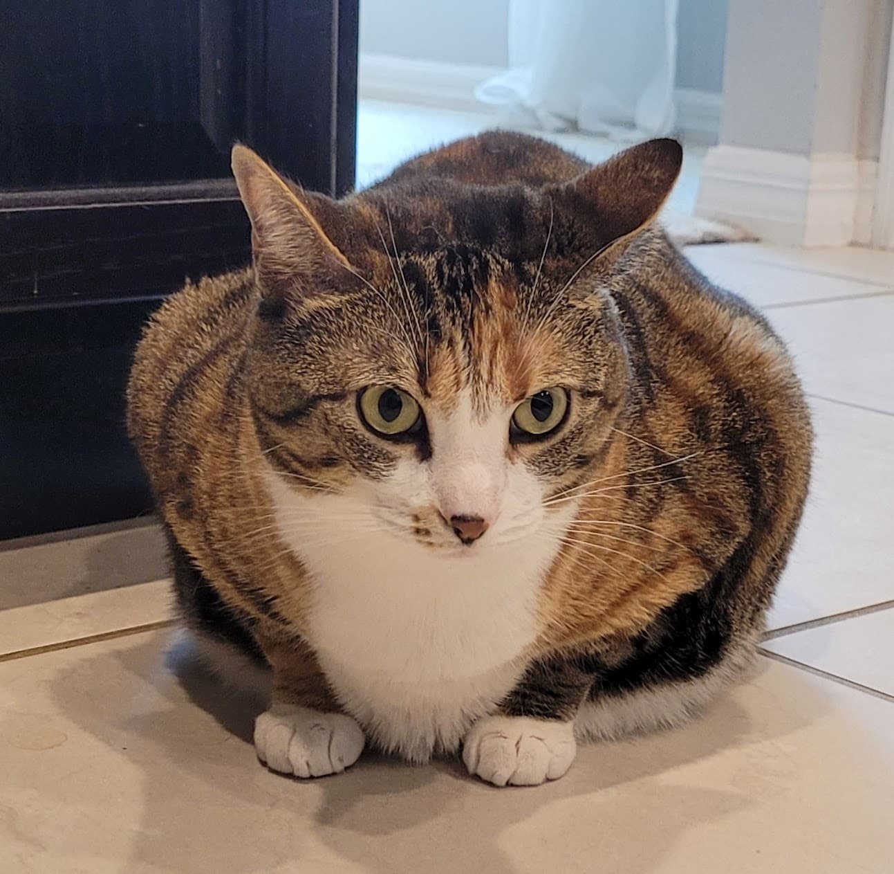 Fat Brown Tabby Cat
