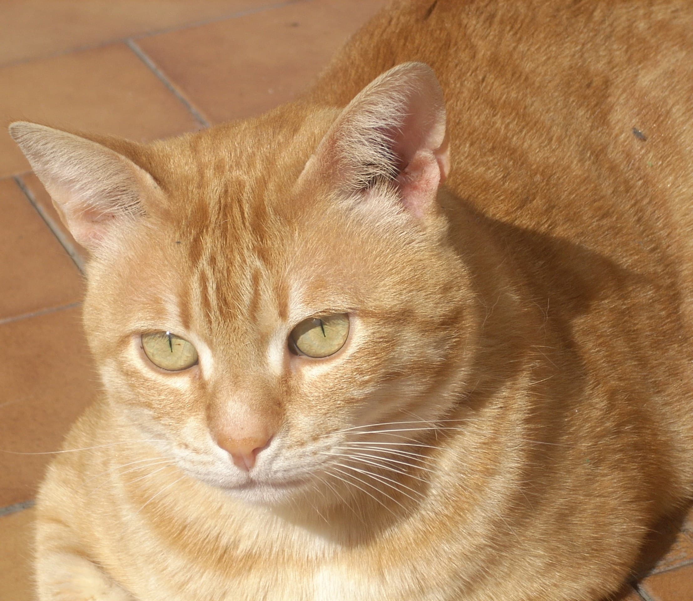 Orange tabby Tony