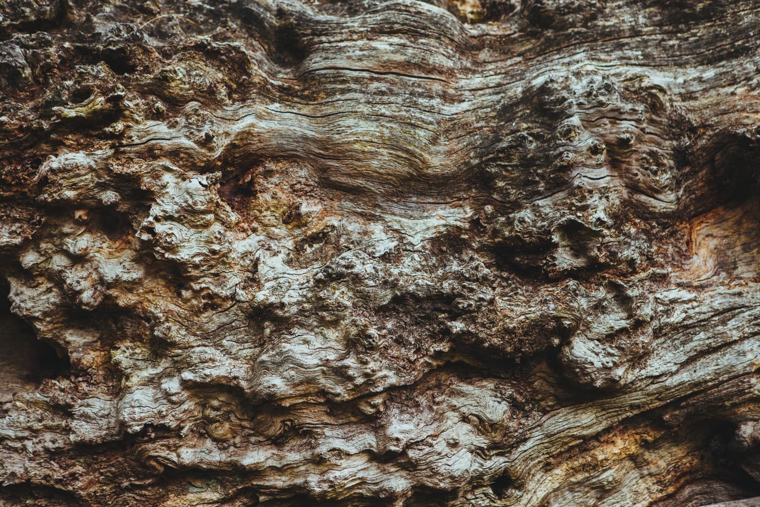 Bark texture