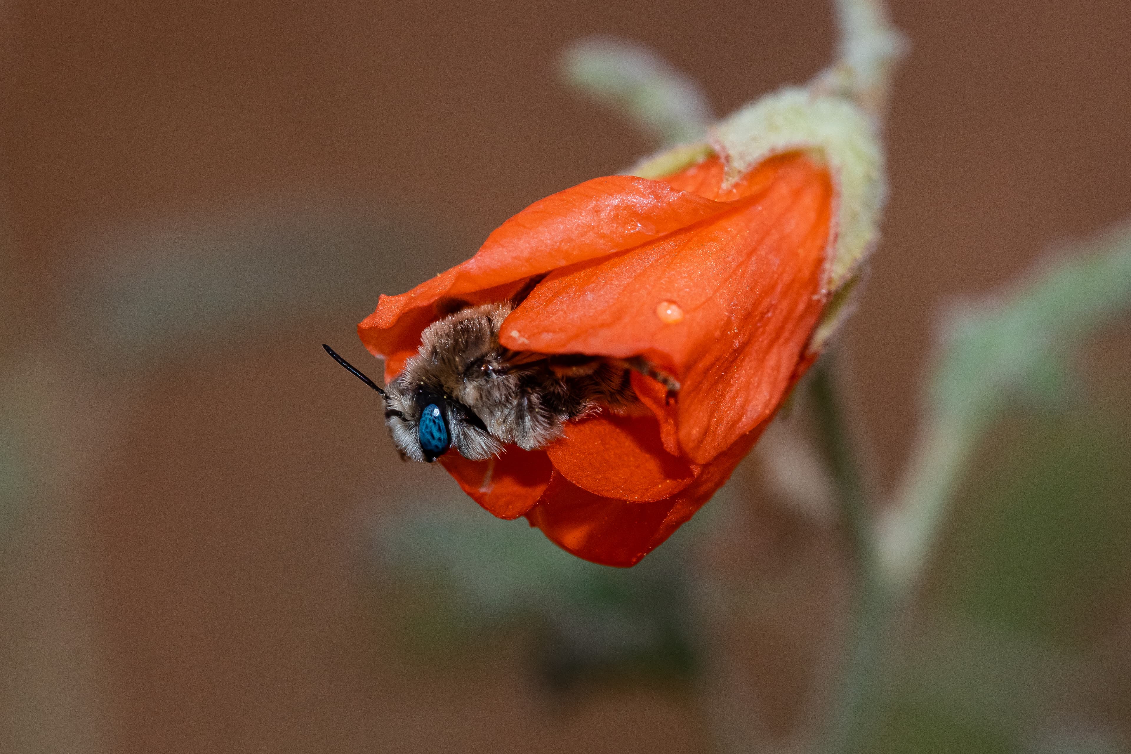 Macro Bee (52369853728)
