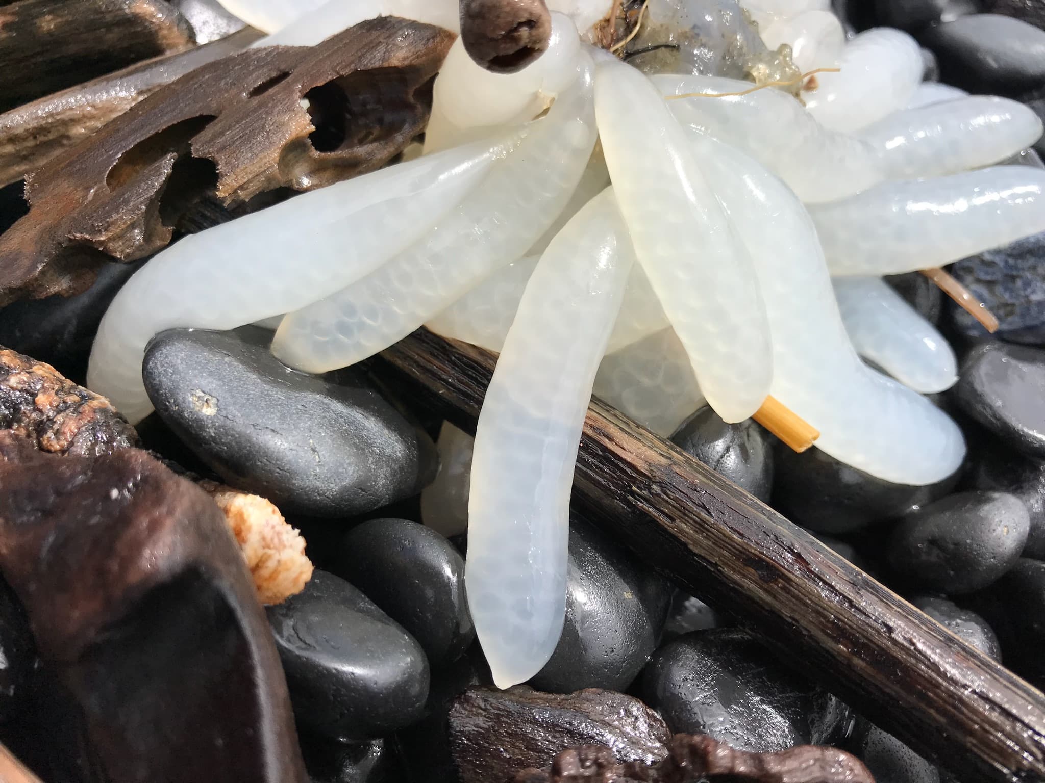 Squid eggs on Cobble Beach (41394070022)