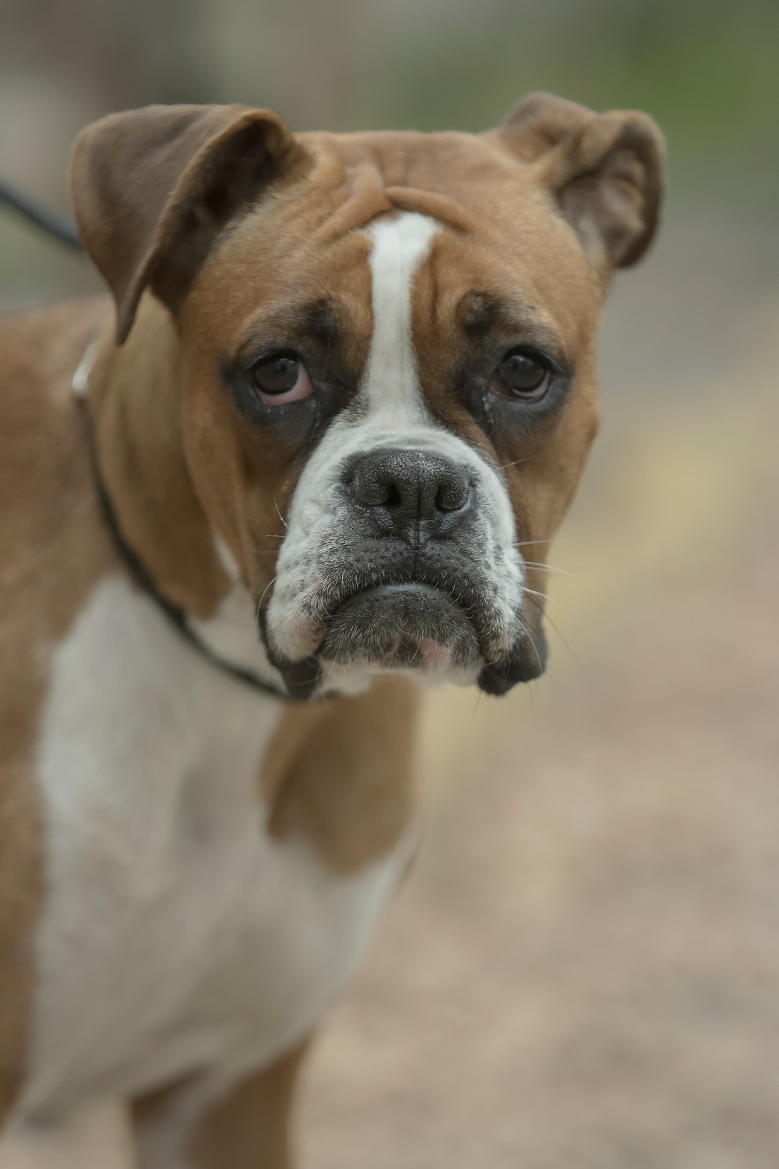 Boxer dog in iran