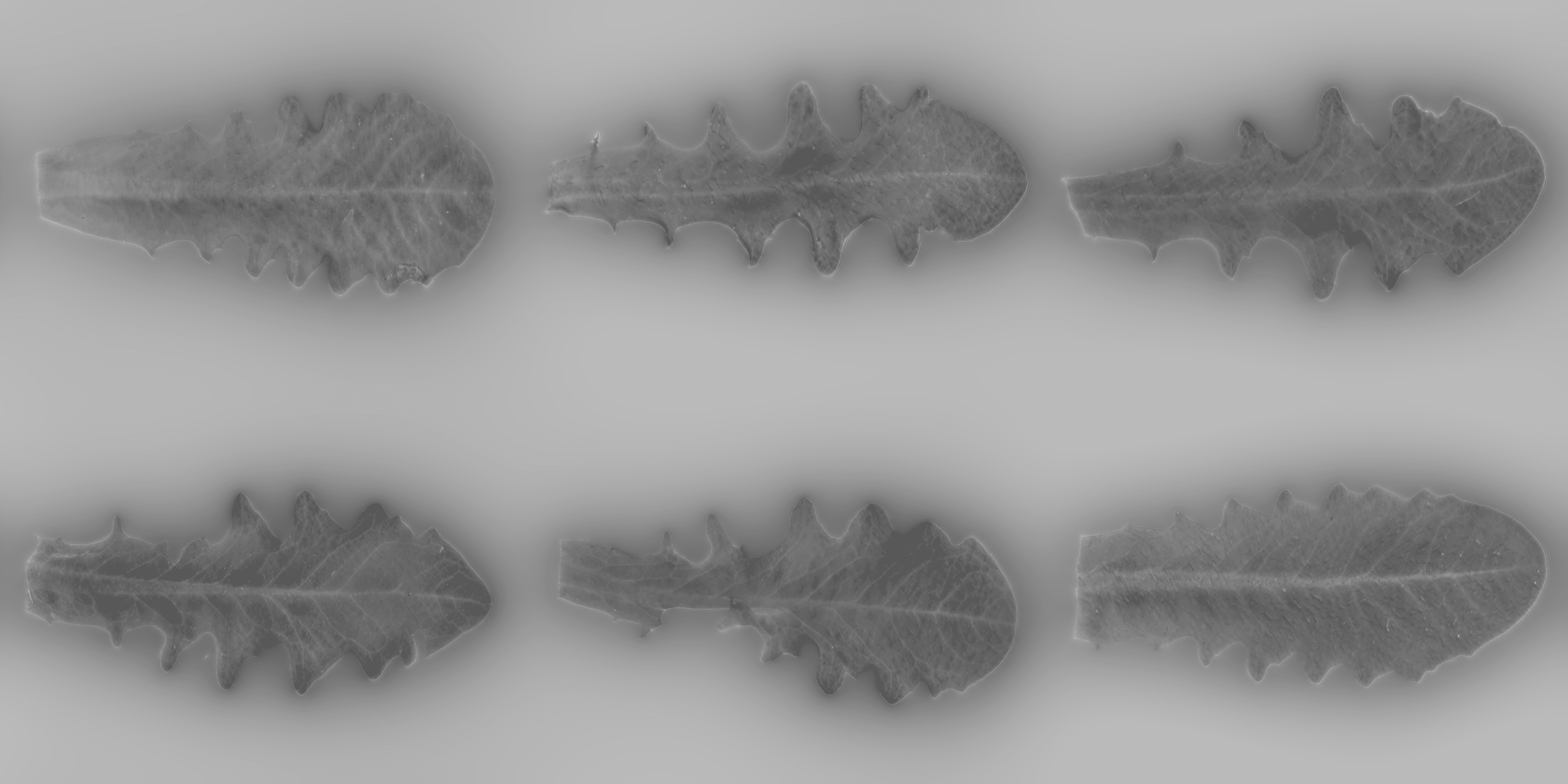 LeafSet026 8K-PNG Roughness