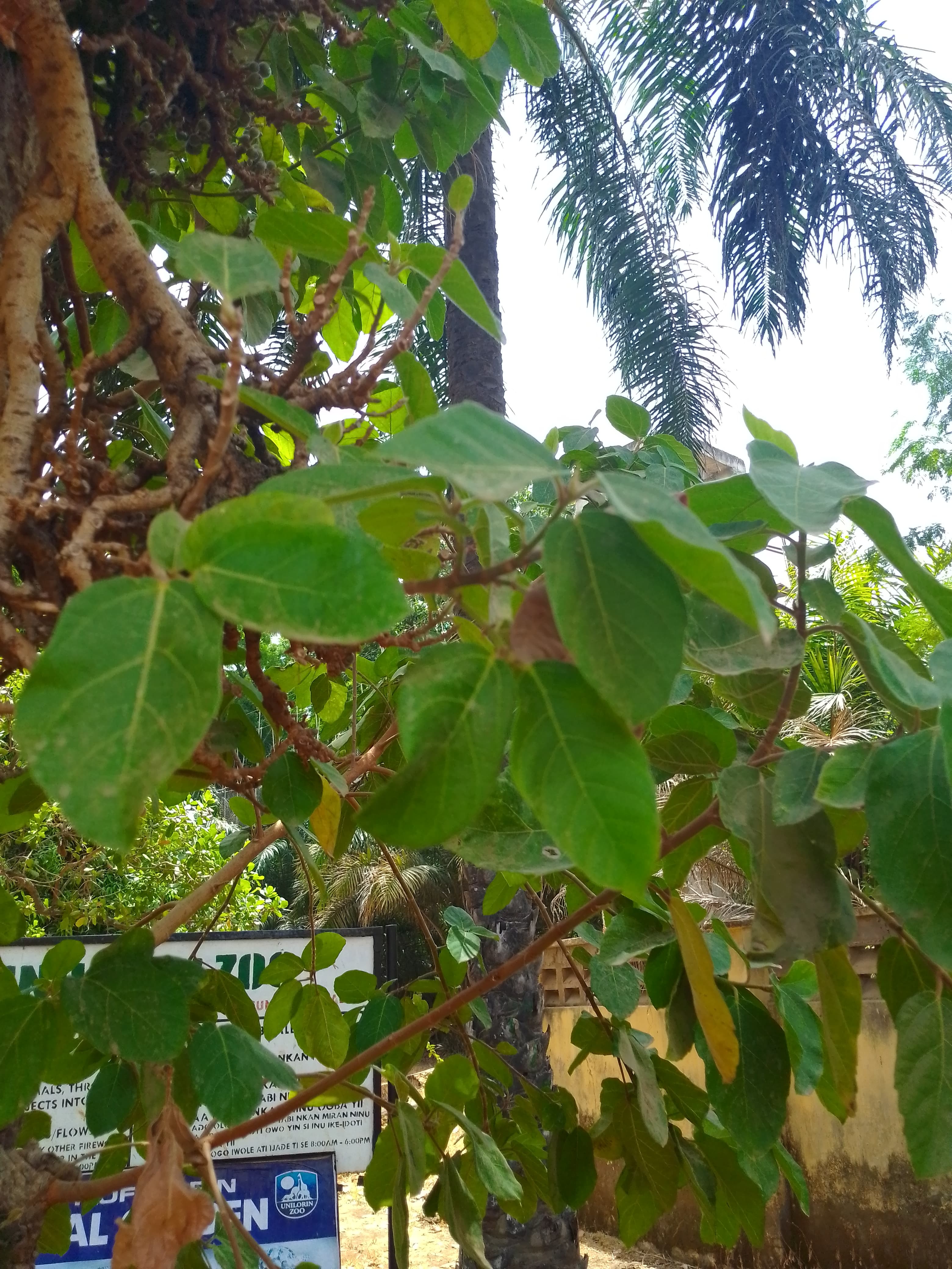 Leaves 001 in ilorin