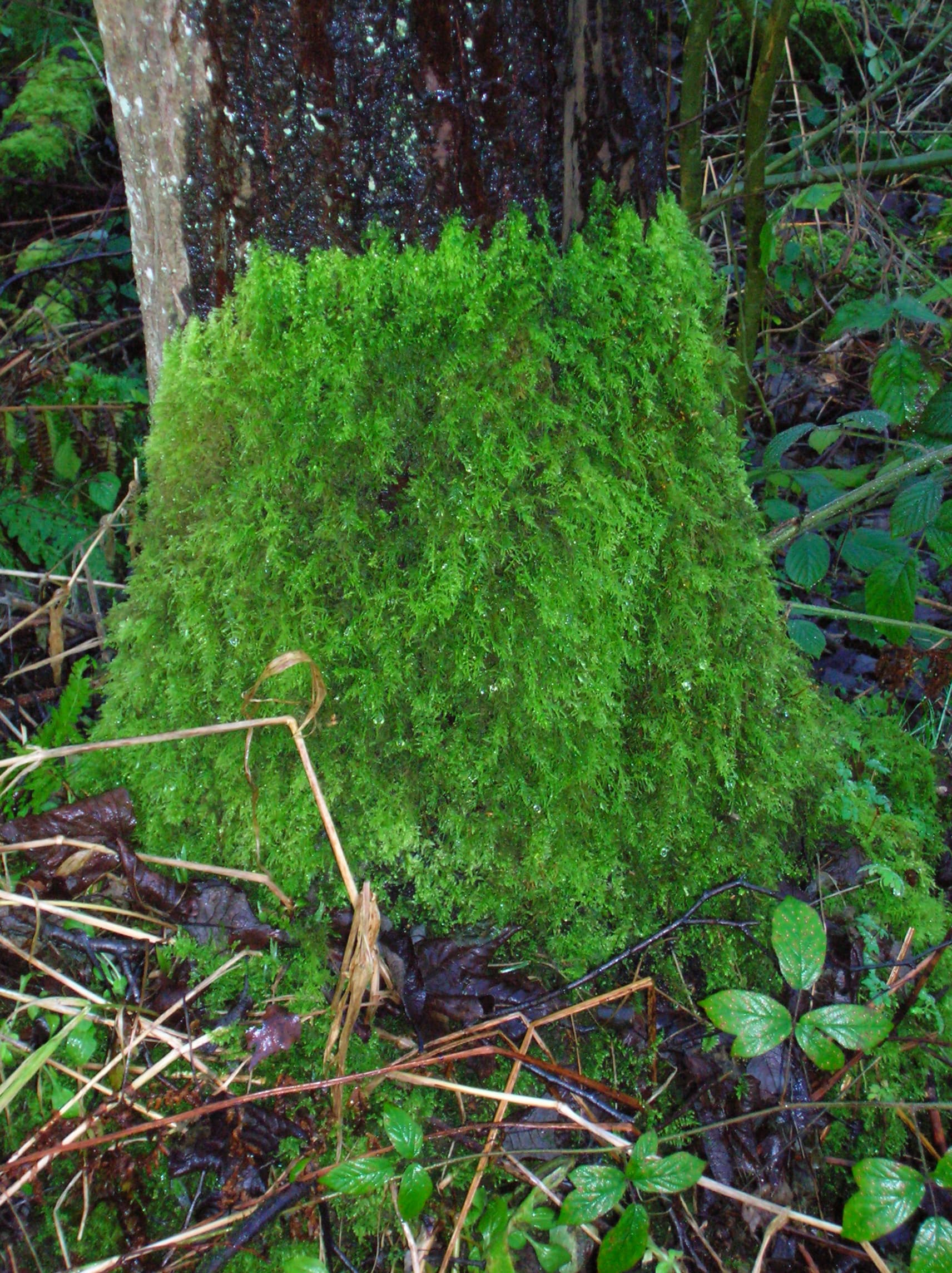 Moss tree bark coverage