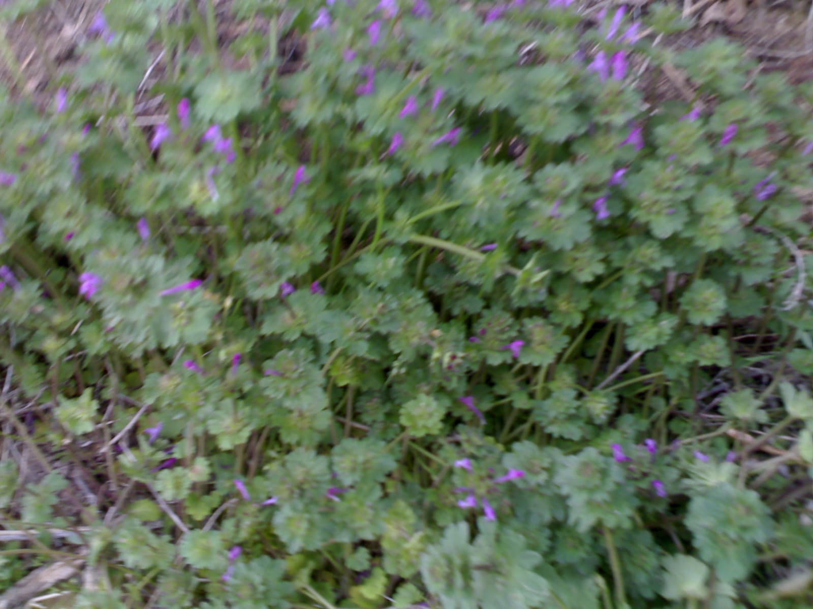 Wildflowers in Bahar 05