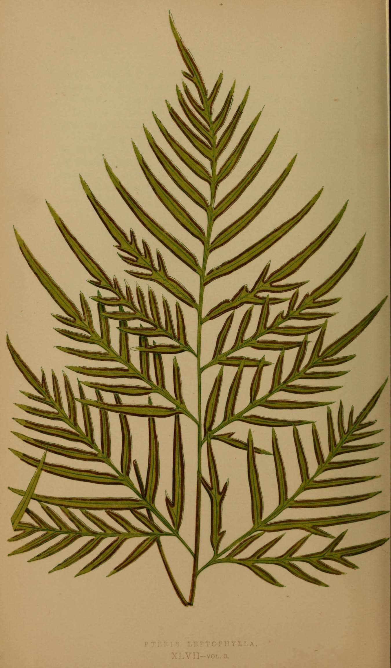 Ferns- British and exotic (10292159906)