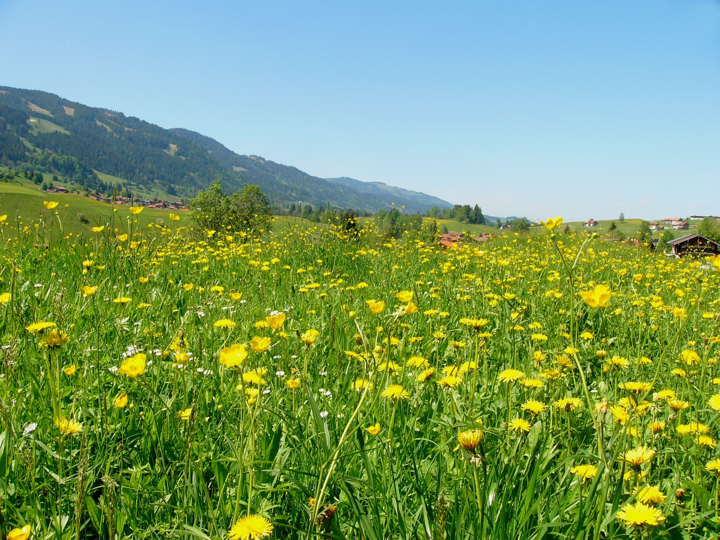 Blumenwiese bei Obermaiselstein05