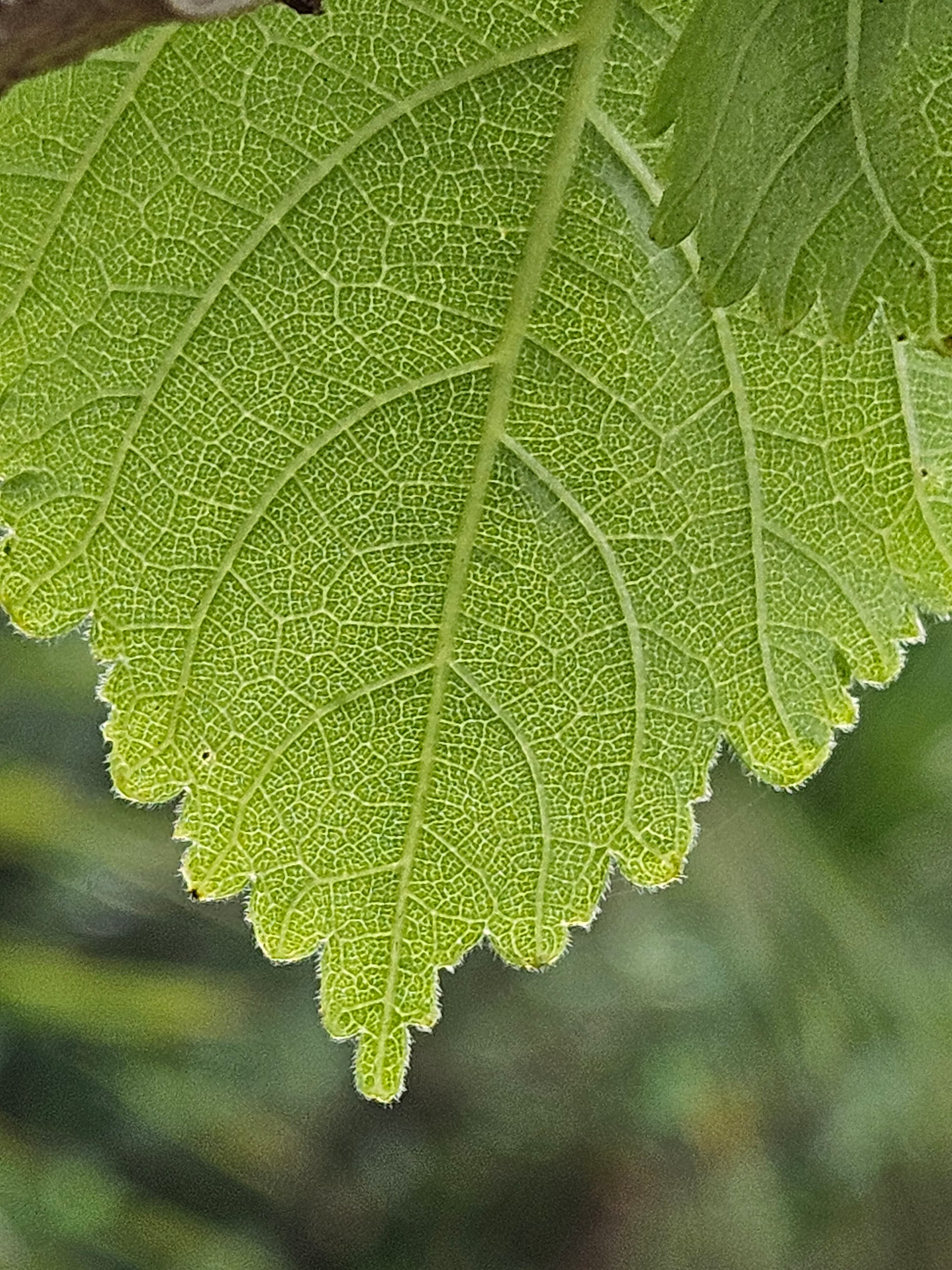 Entelea arborescens leaf 20250701 153422