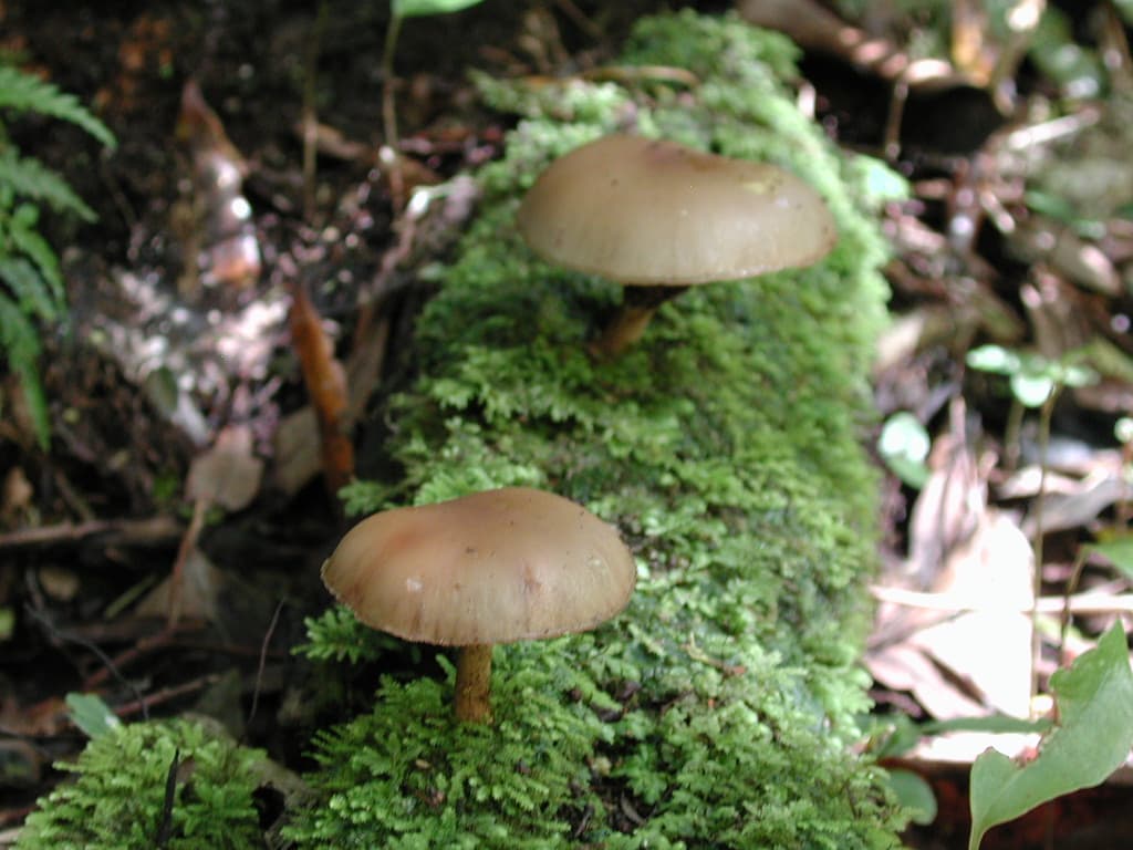 Moss and mushrooms