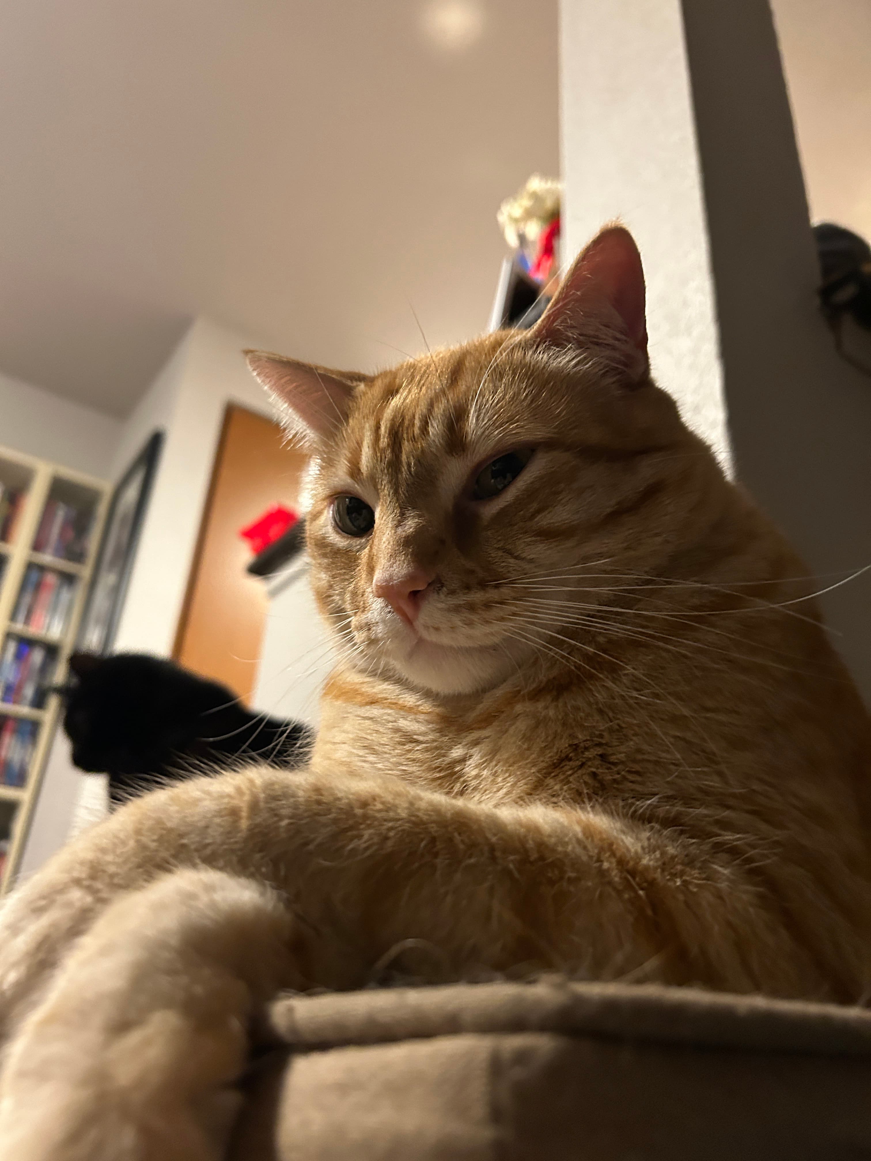 Red tabby looking down at camera
