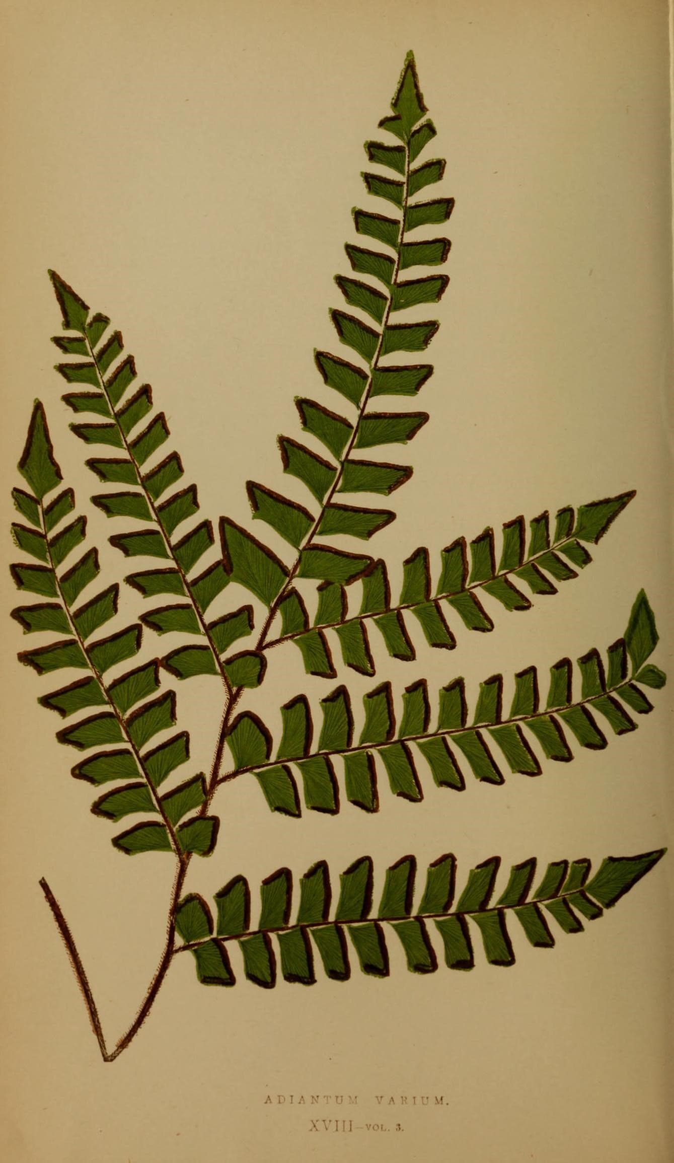 Ferns- British and exotic (10291963784)