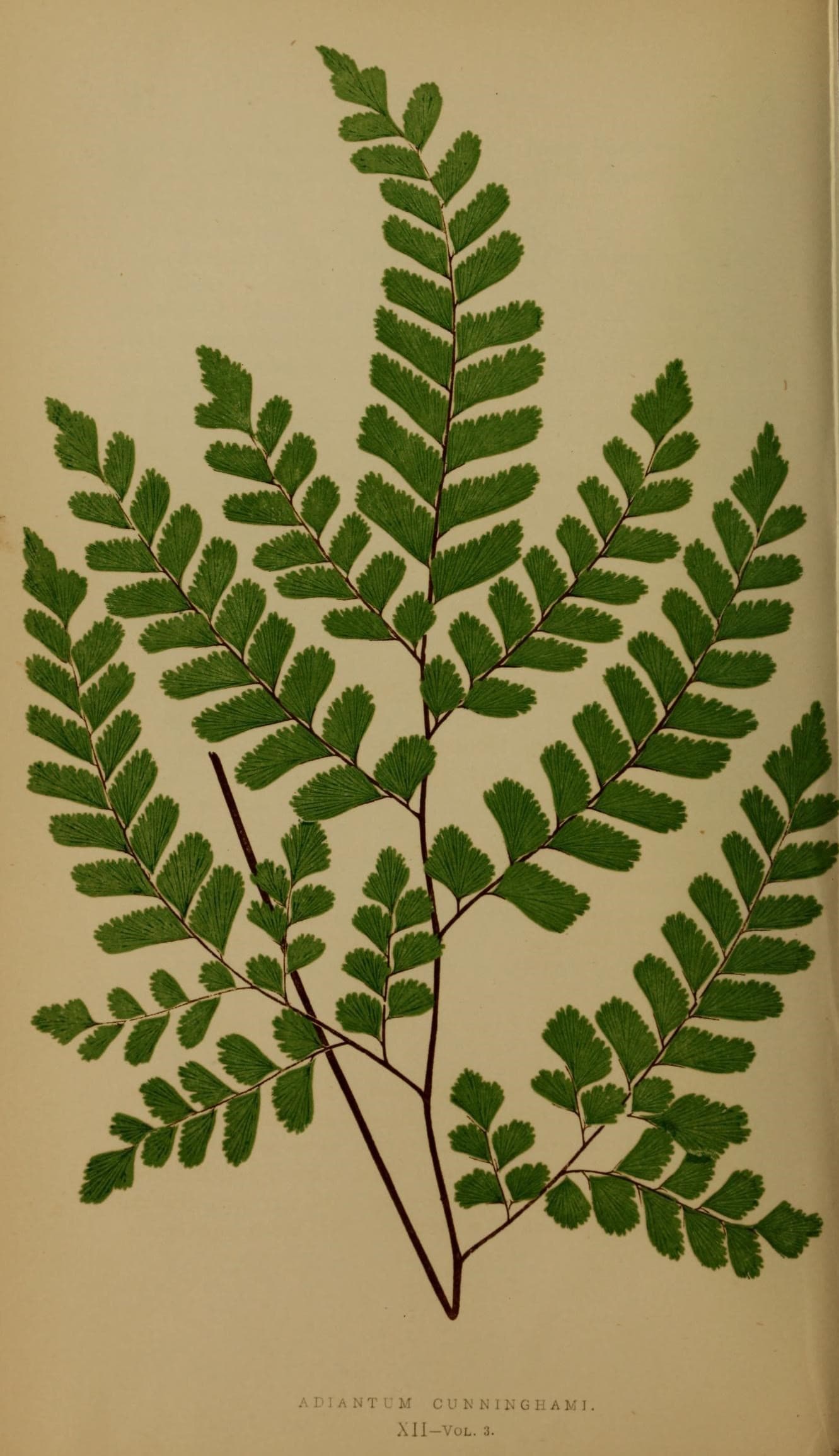 Ferns- British and exotic (10292057685)