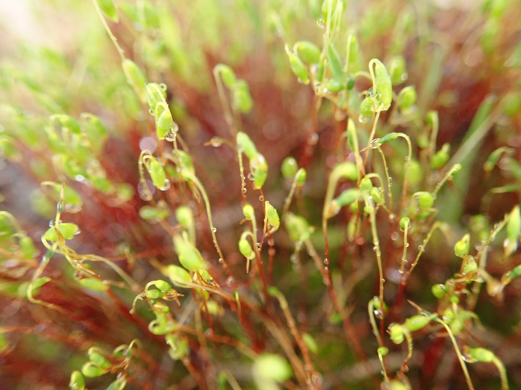 Moss Capsules, closeup (46944415604)