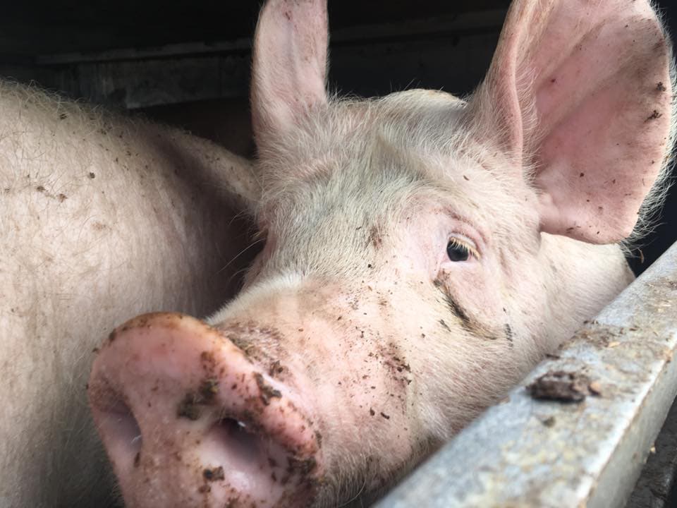 Sad pig in slaughter truck