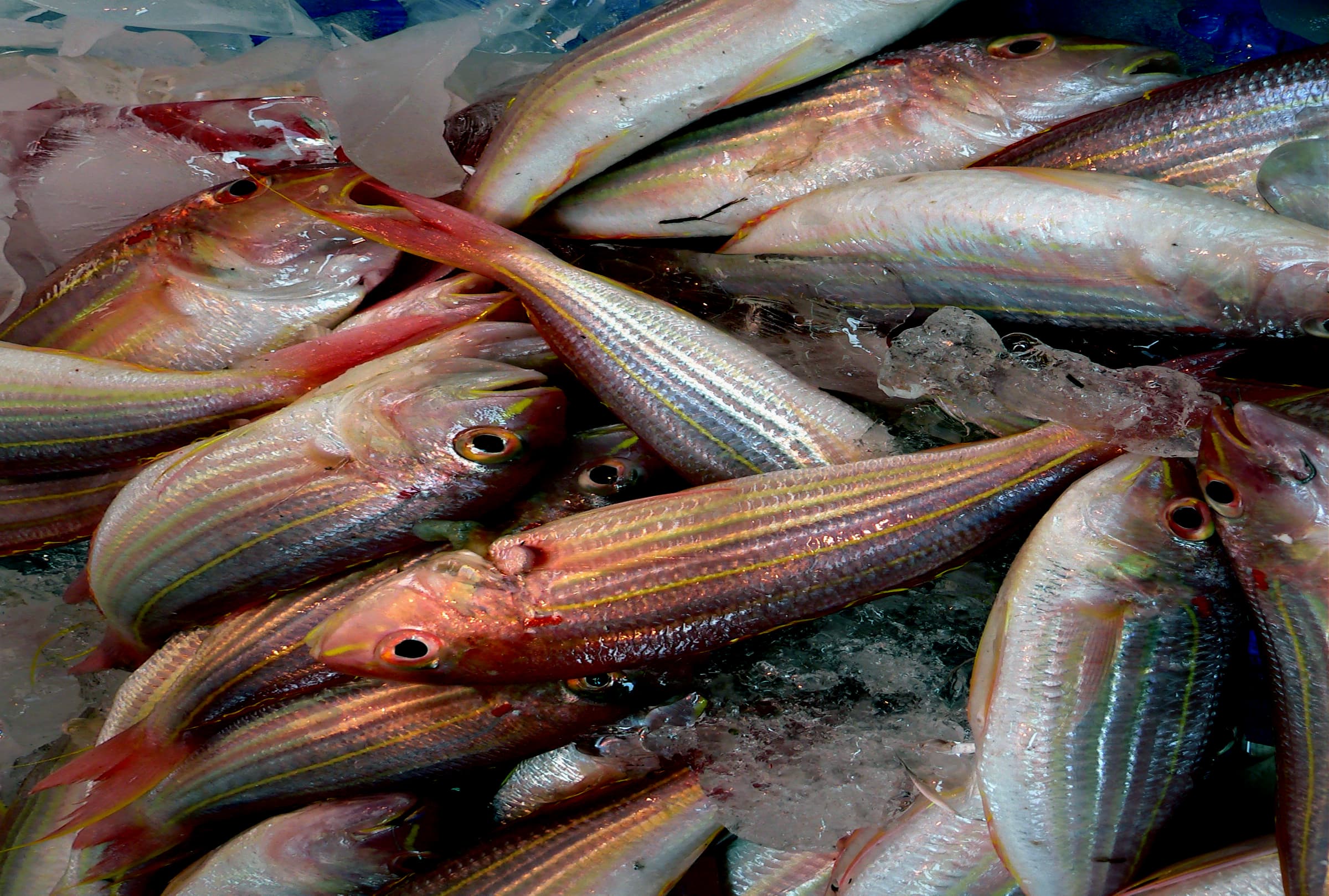 Fish on ice. (15490845981)