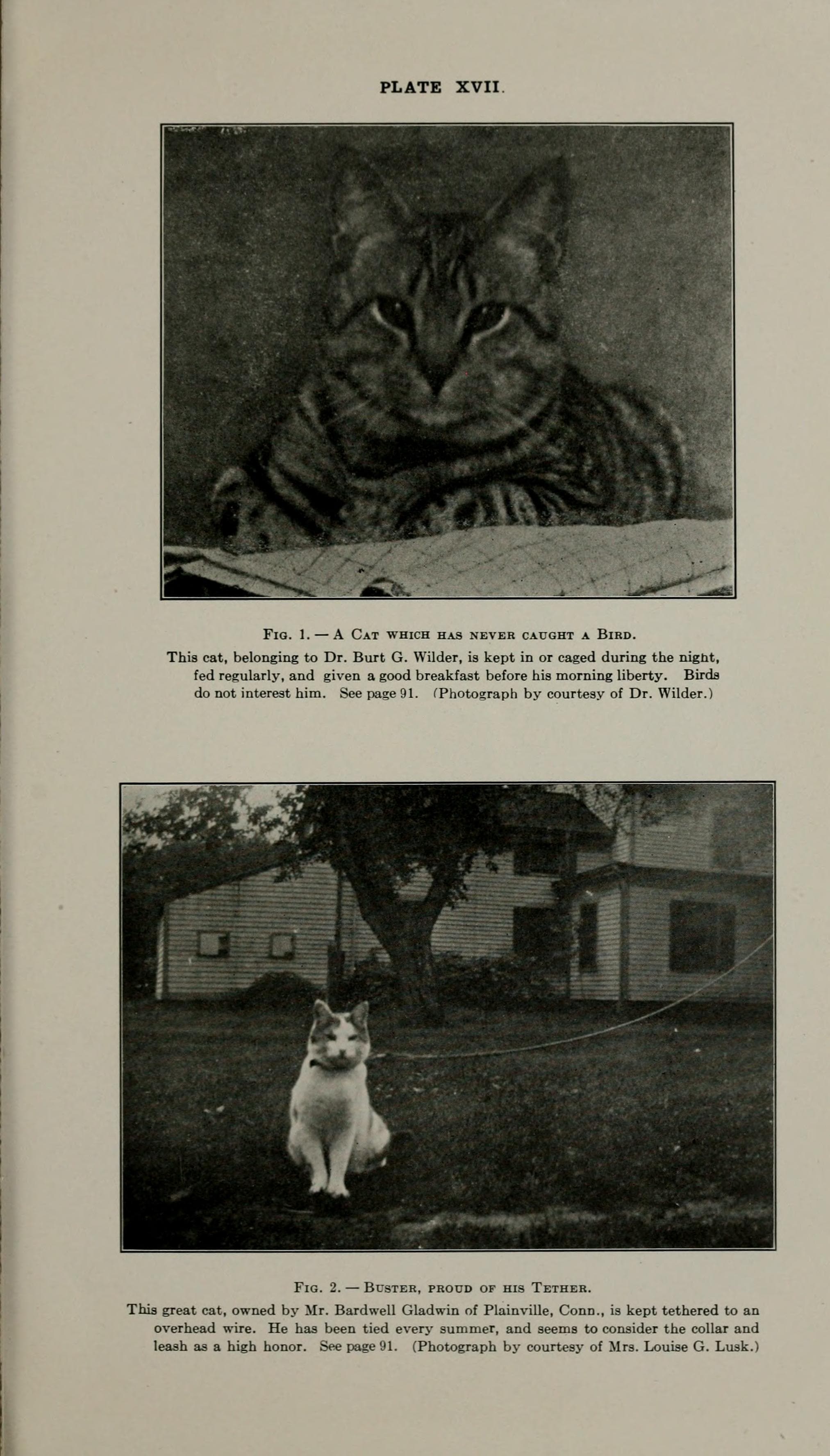 The domestic cat BHL18546081