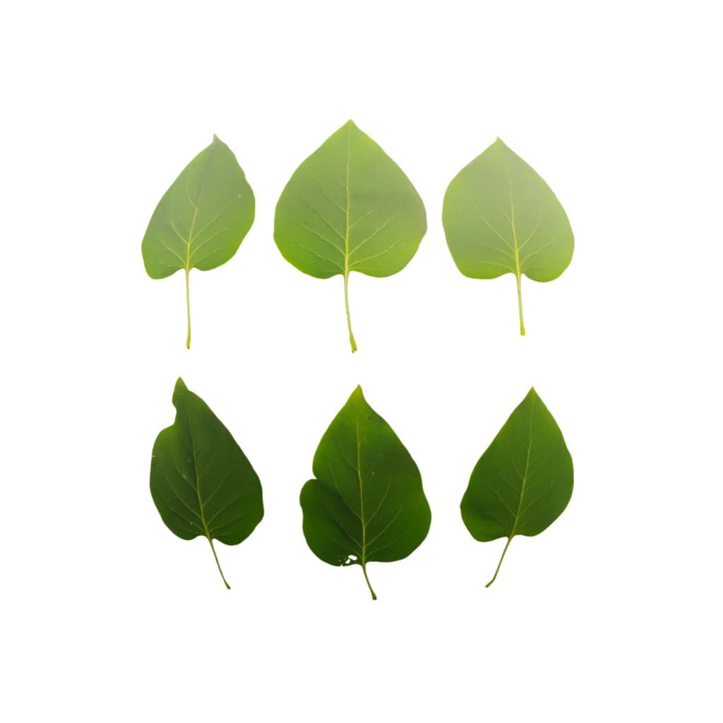 LeafSet004 PREVIEW