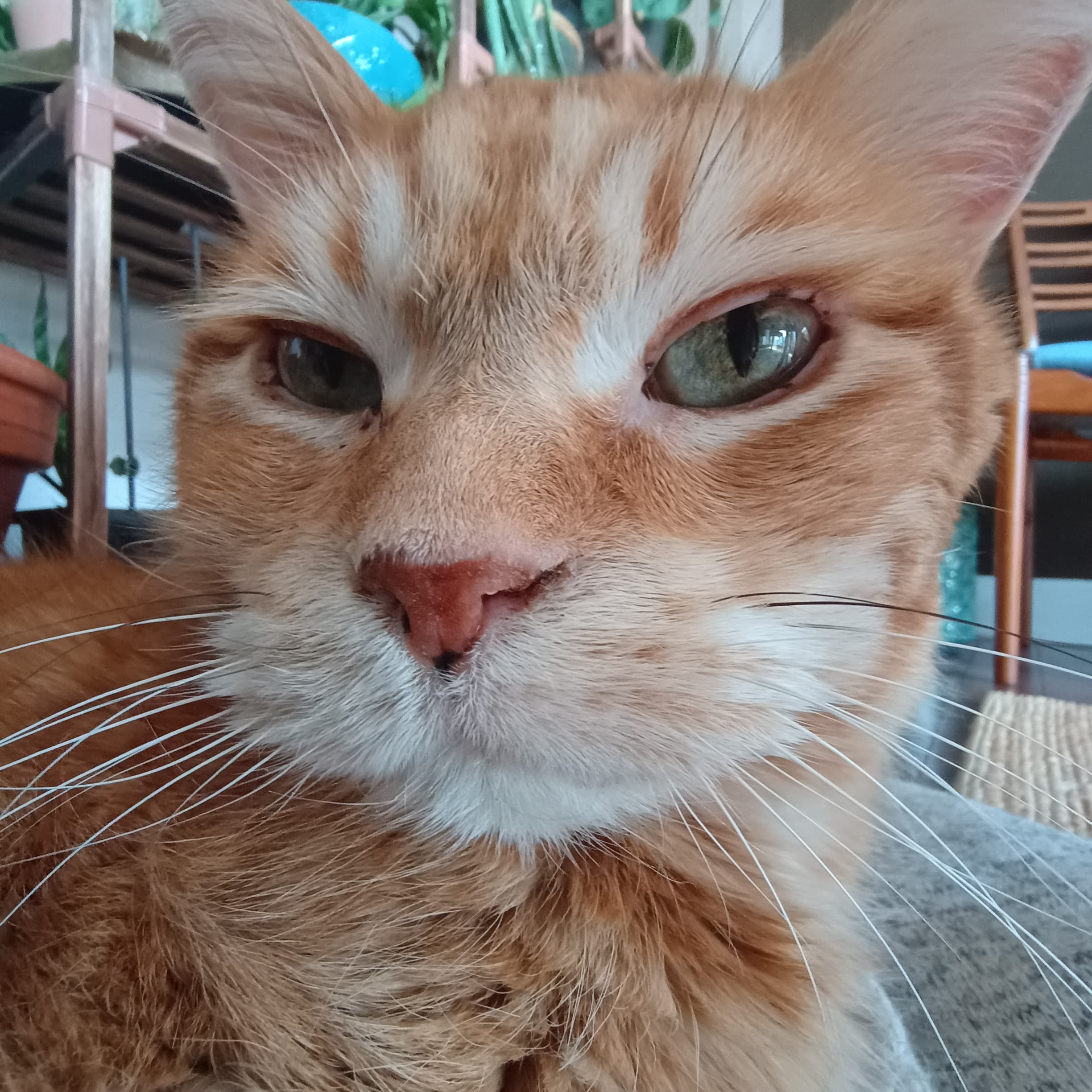 Orange Tabby, Staring