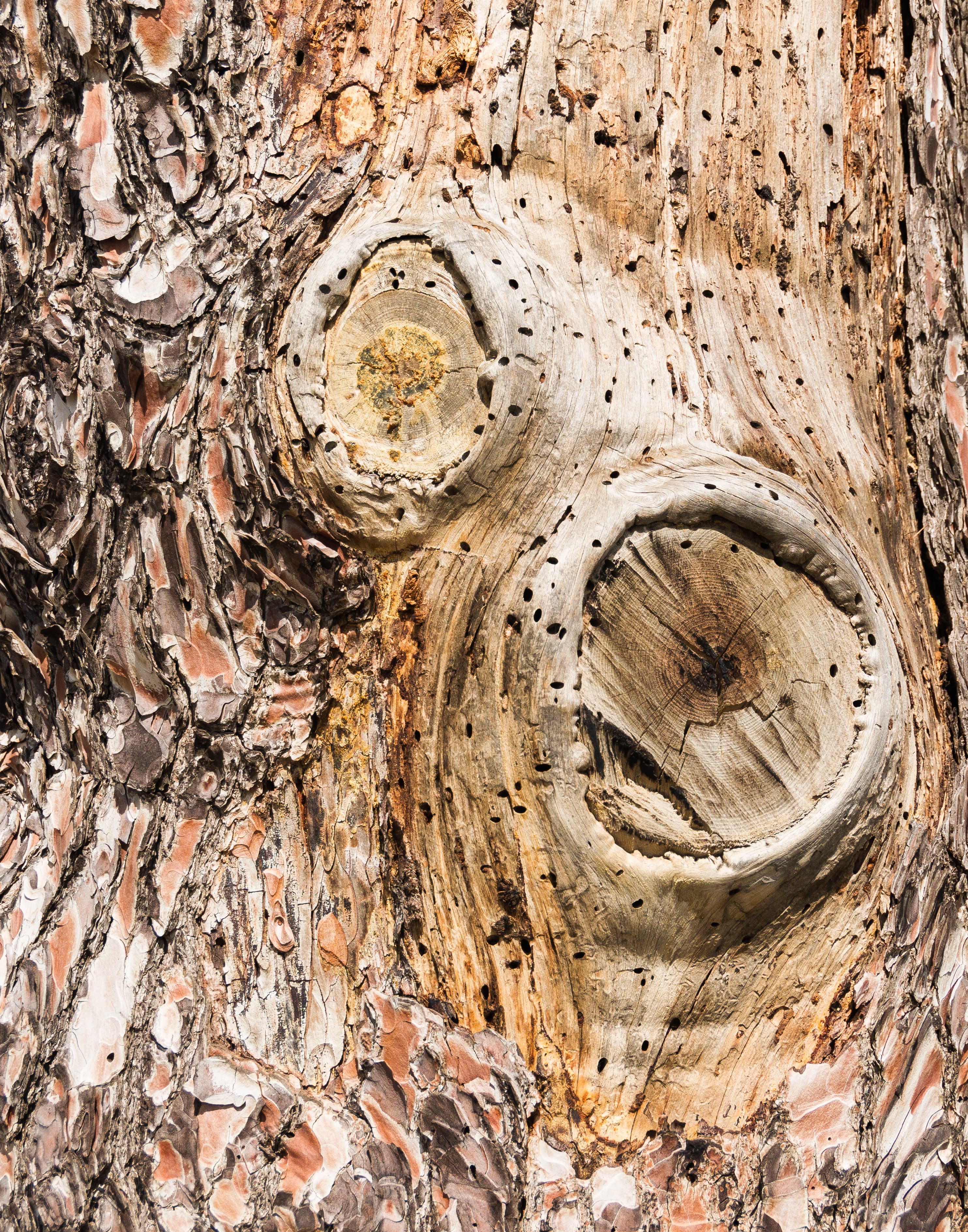 Bark pine Phaistos