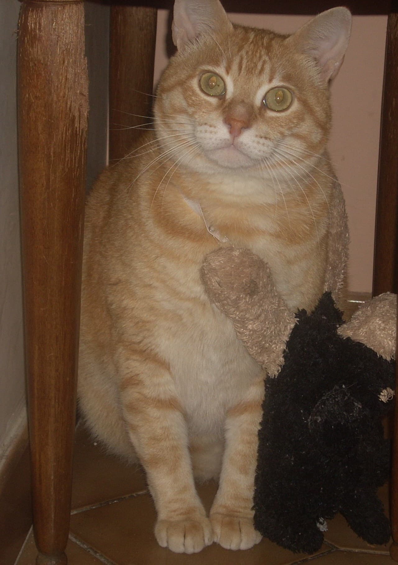 Orange tabby cat and toy
