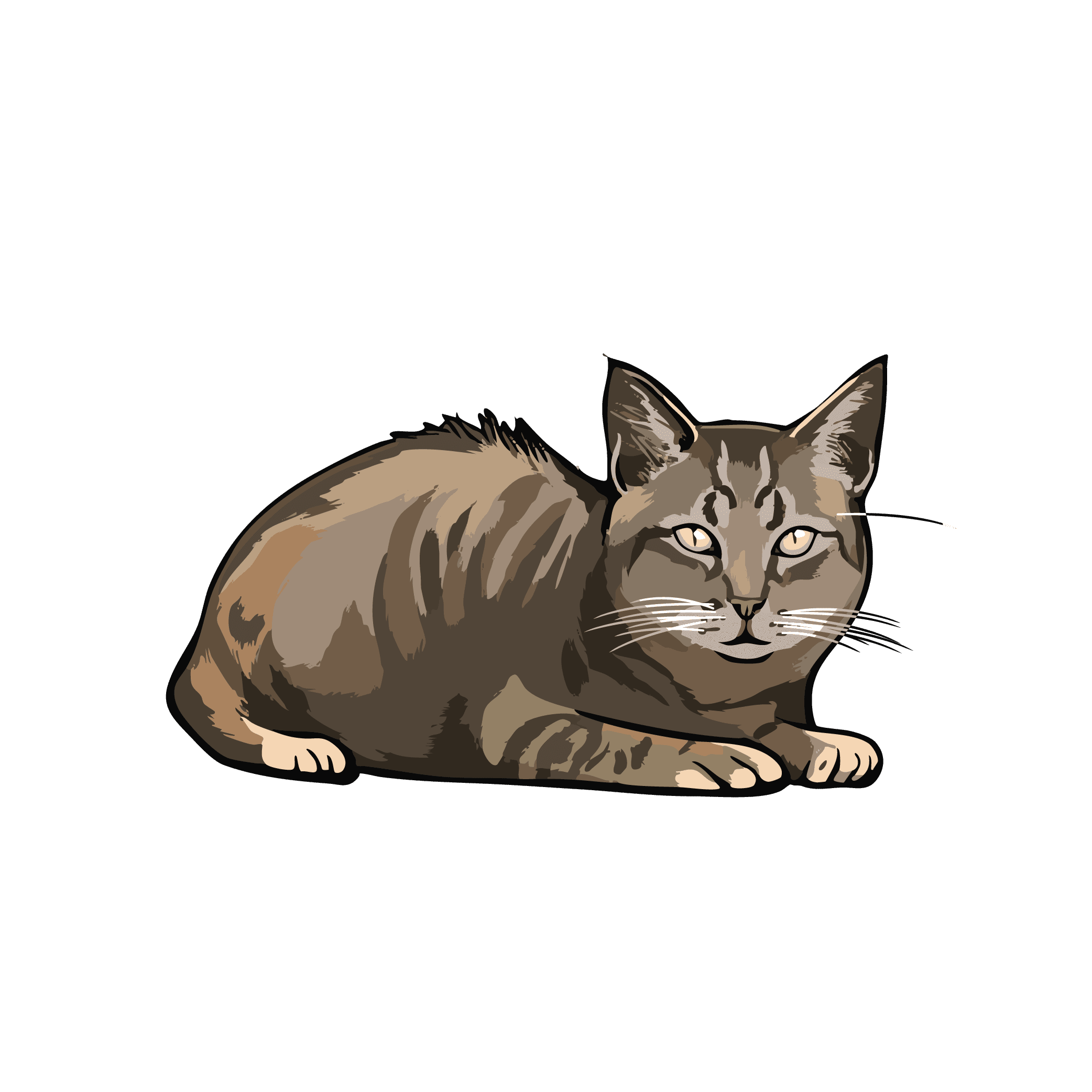 Domestic Cat (NIH BioArt 601)