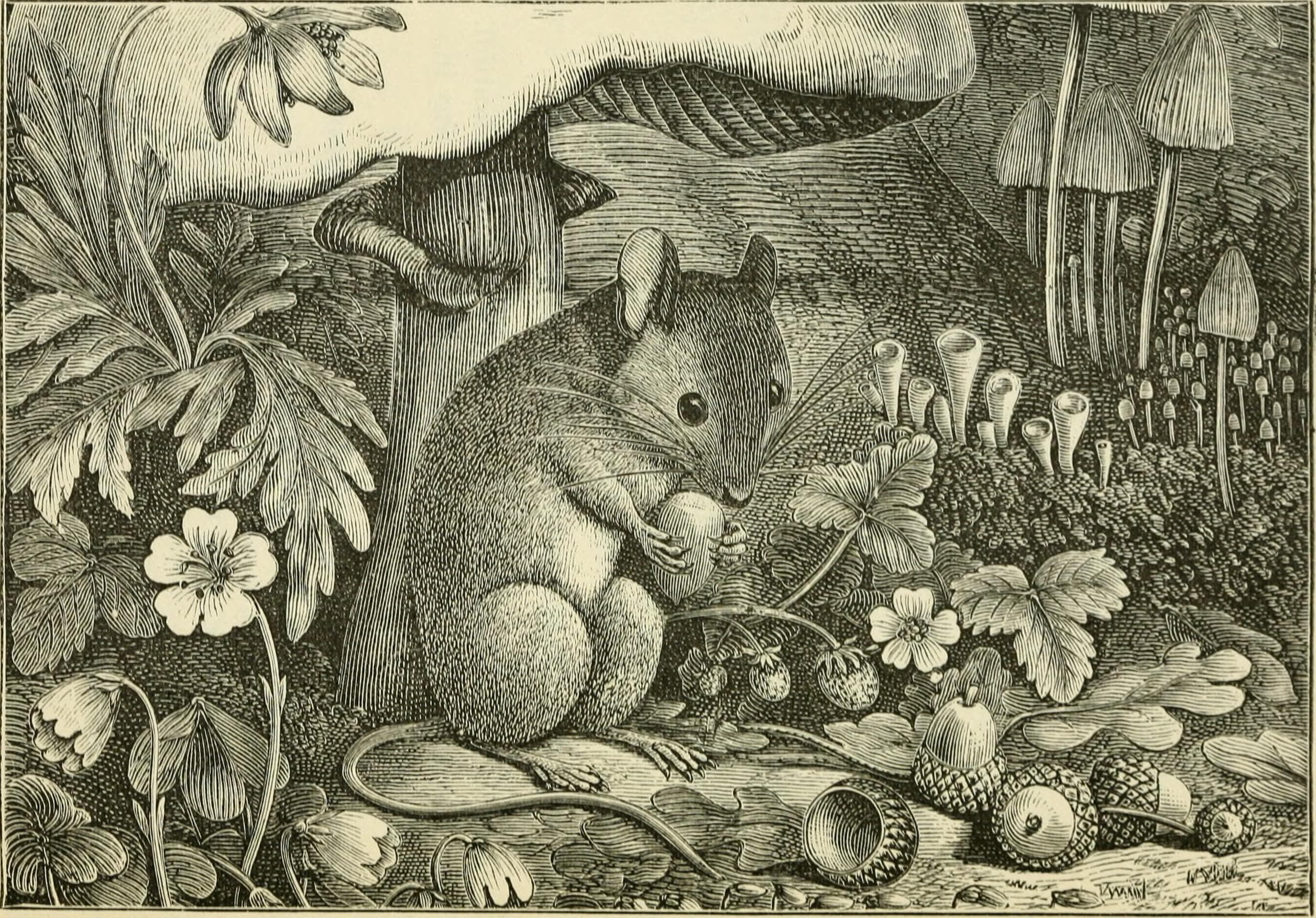 Second Reading Book (1882) (14769828565)