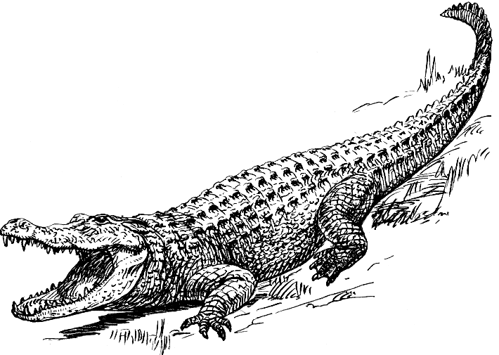 Alligator (PSF)