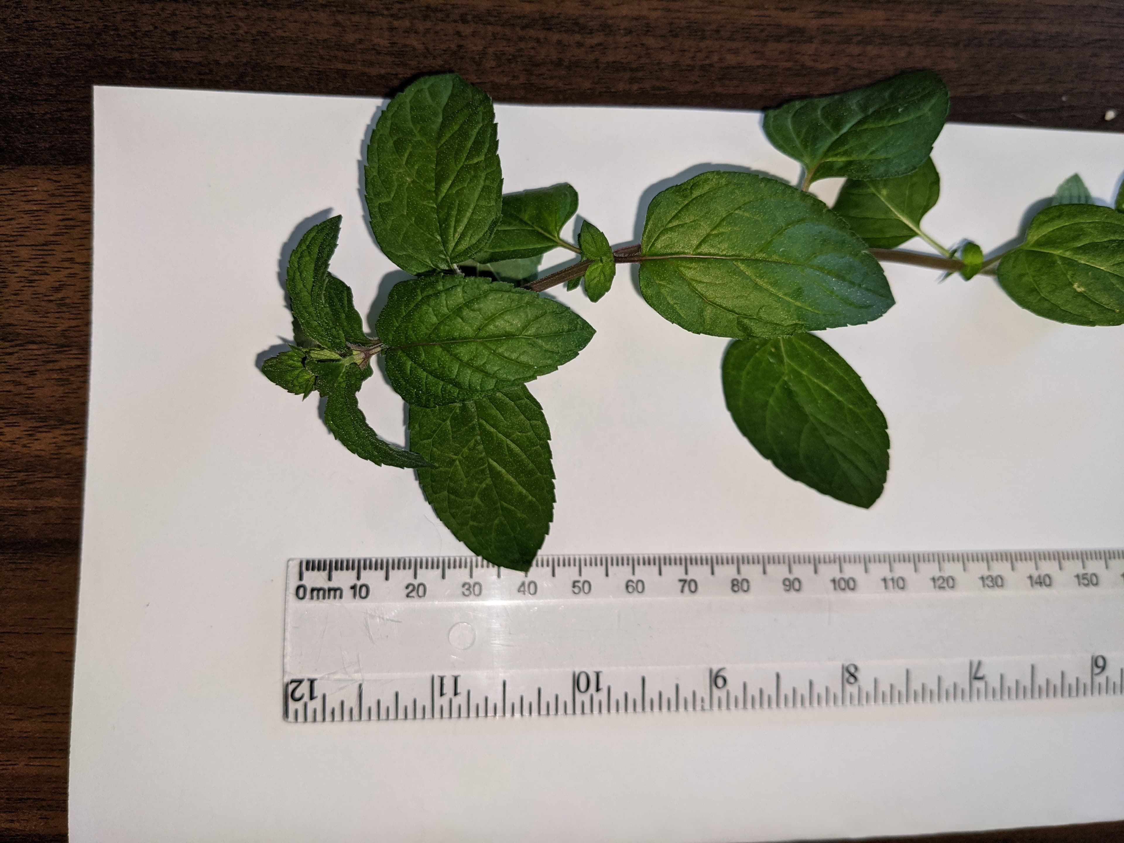 Peppermint leaves with scale