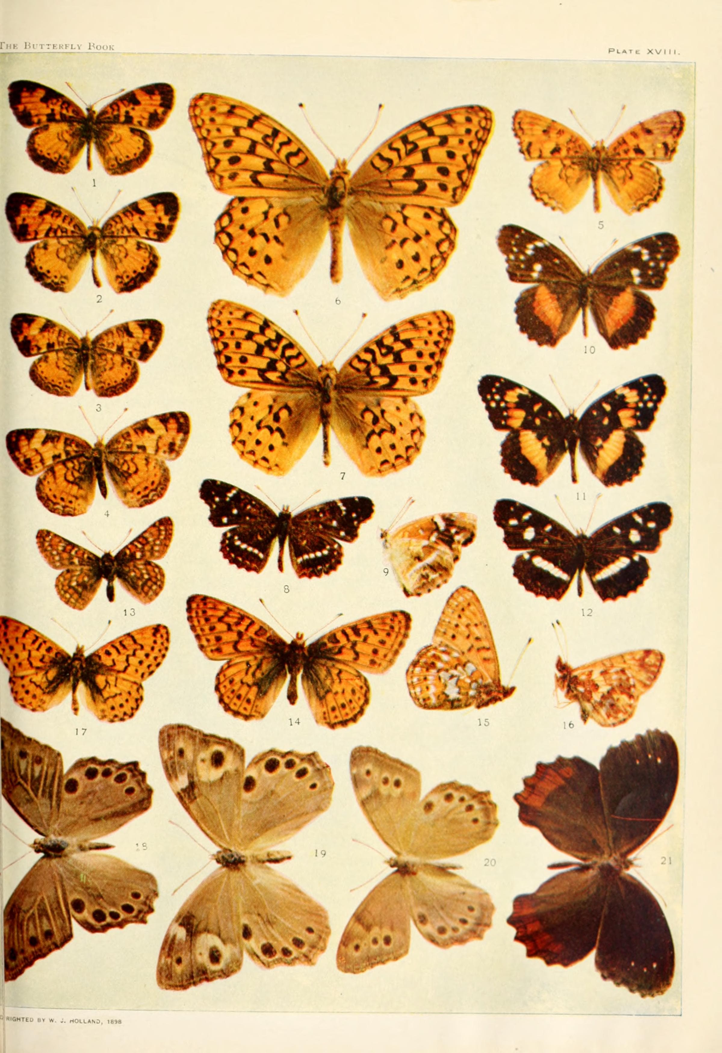 The butterfly book BHL4691468