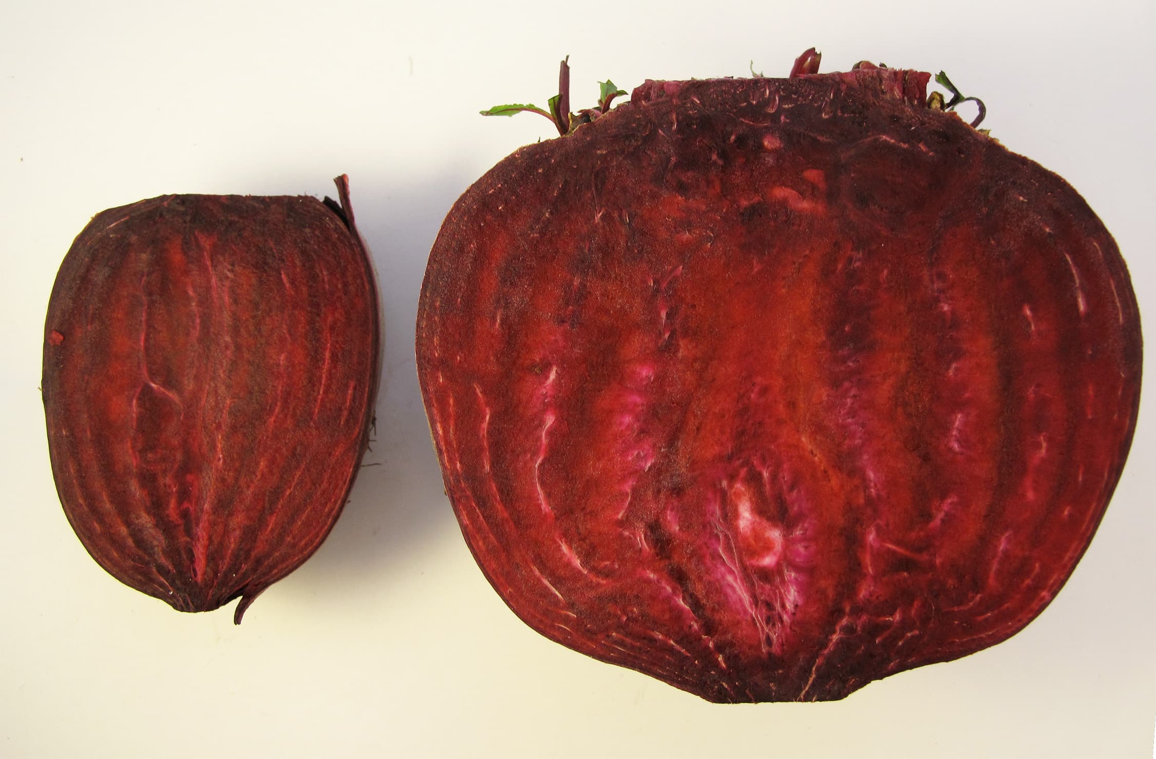 Beet root before bolting