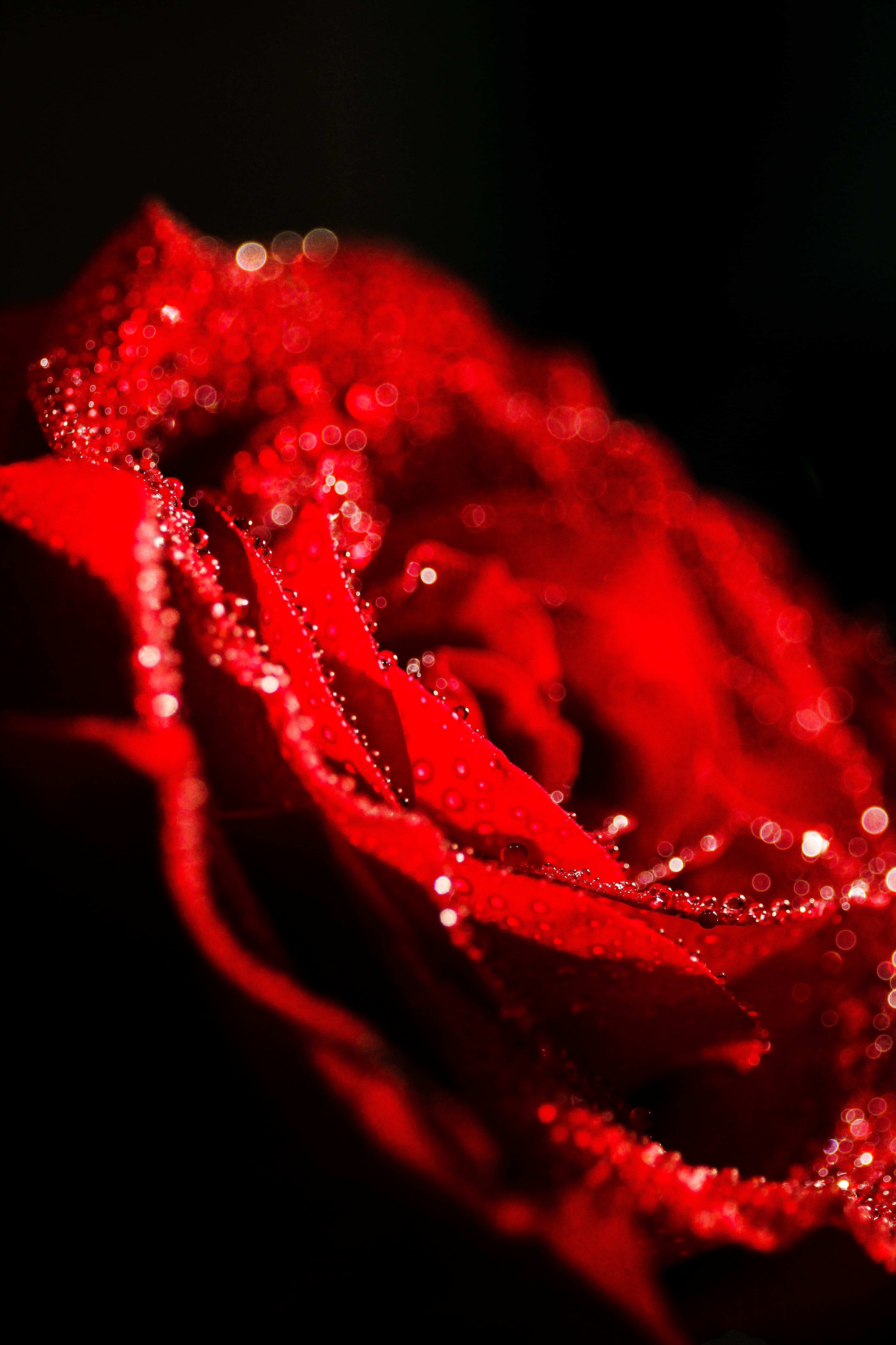 Red rose in bokeh (Unsplash)