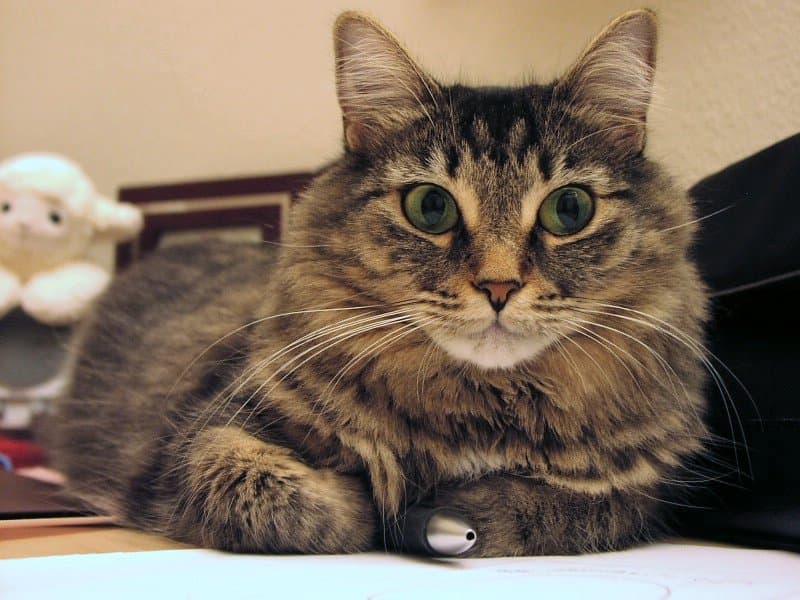 Longhair Tabby JaJa
