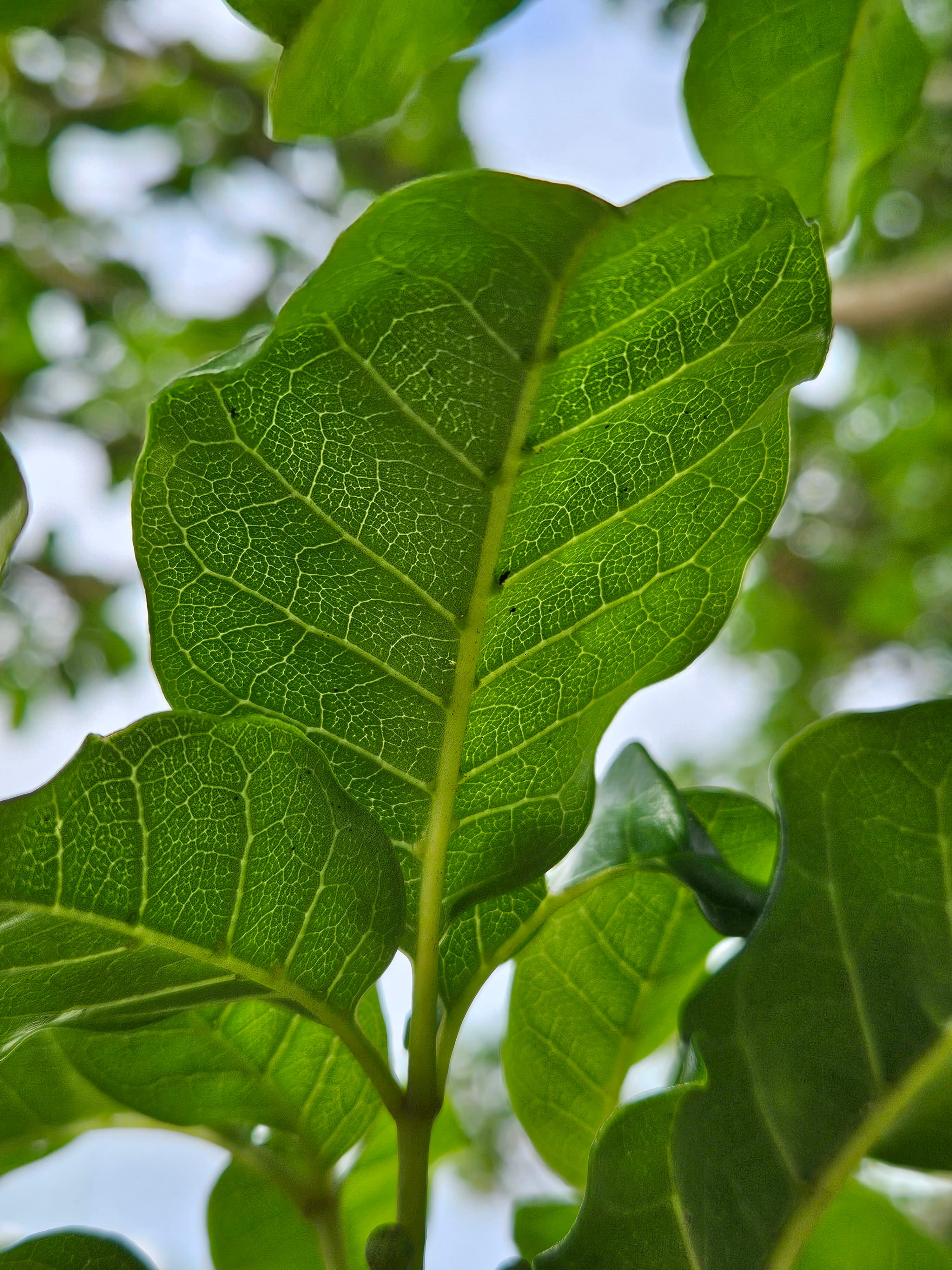 Pūriri leaves underside 20250702 130618