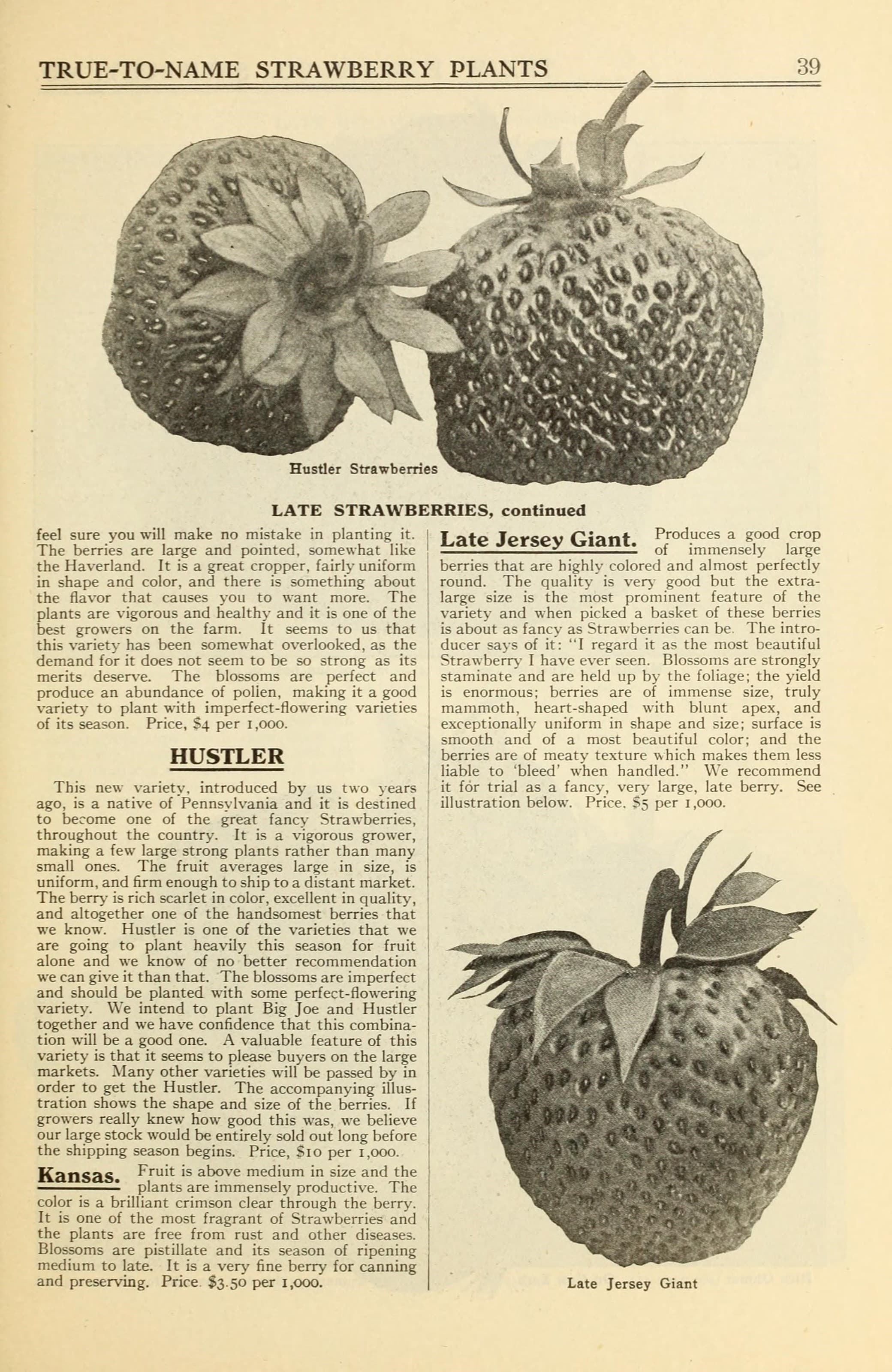 Allen's book of berries (15770305653)