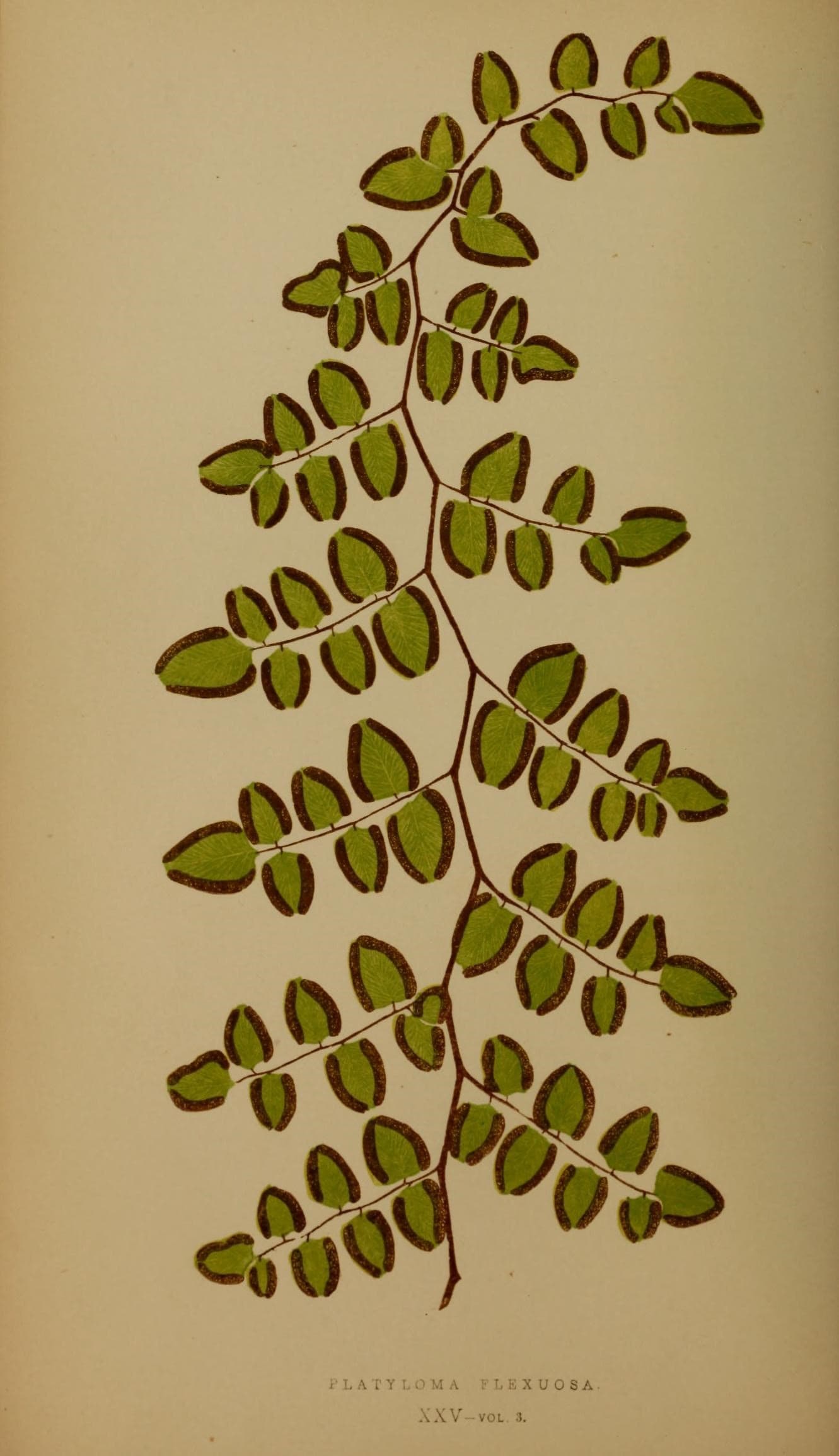 Ferns- British and exotic (10292083386)
