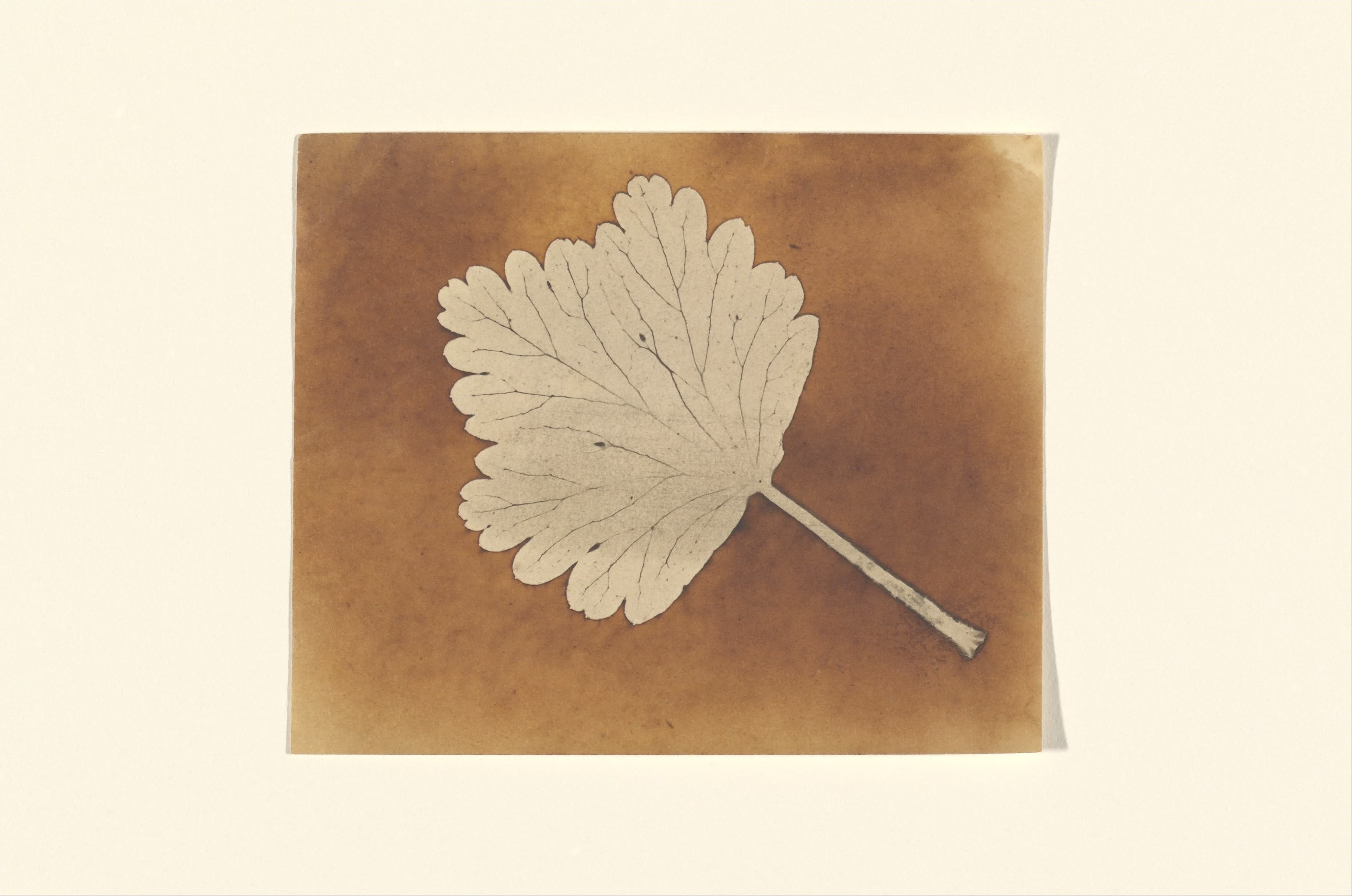 -Leaf- MET DP167358