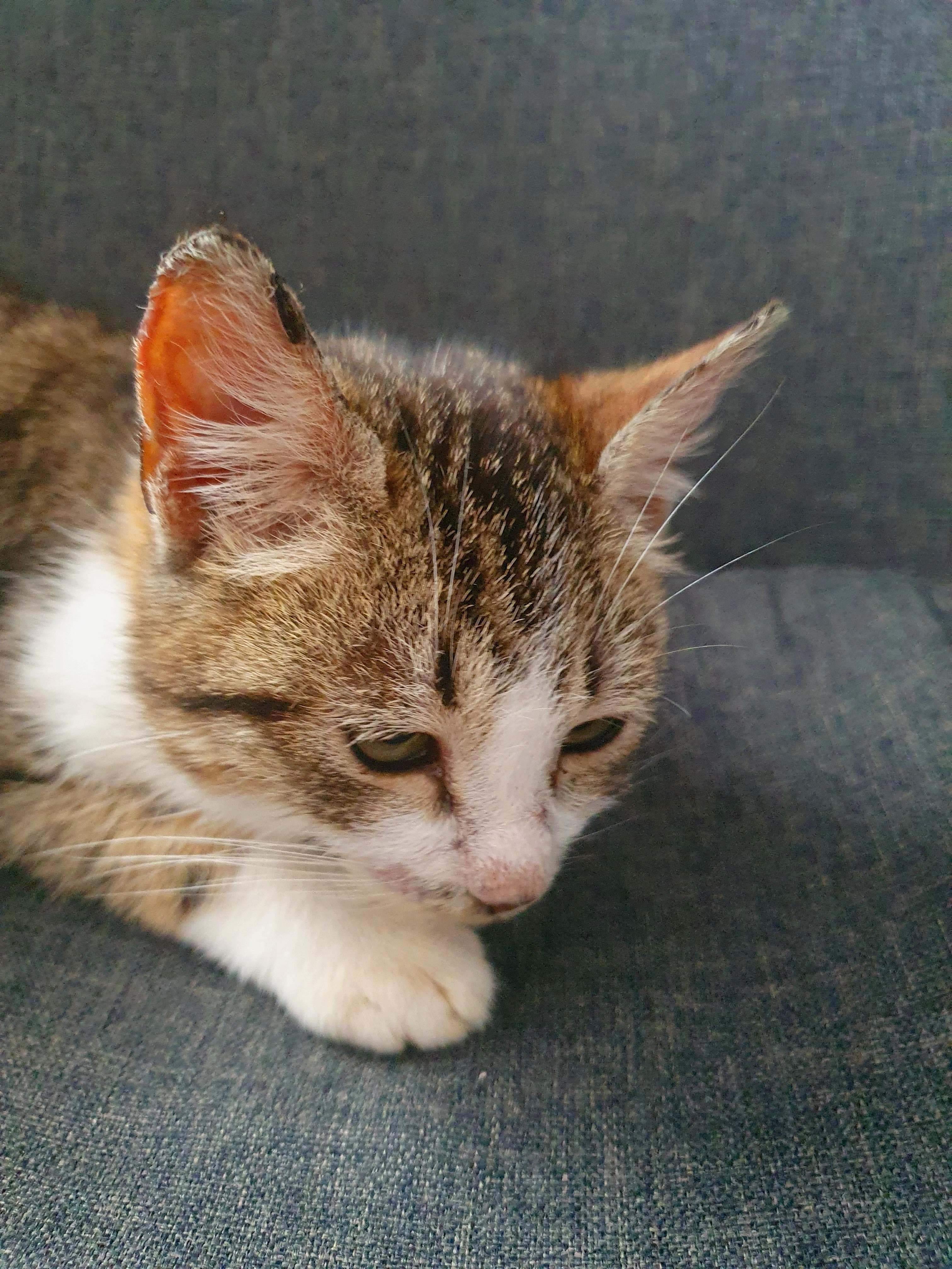 Curious European tabby cat