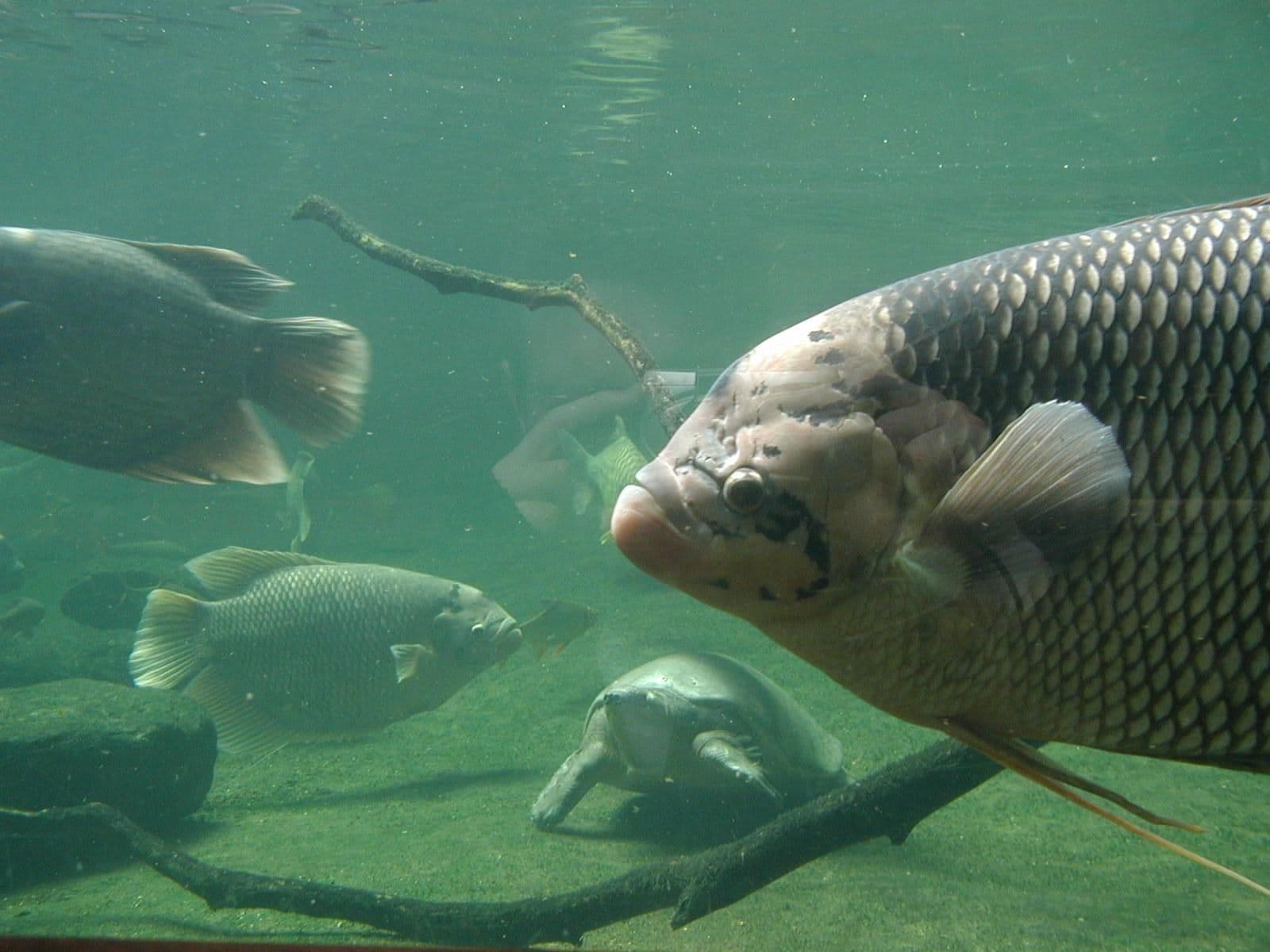 Big fish underwater closeup