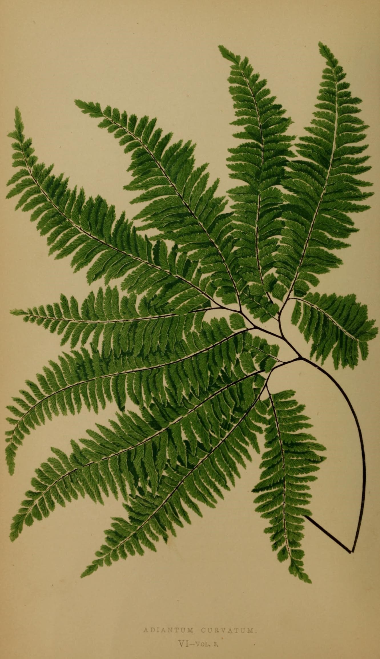 Ferns- British and exotic (10292018286)