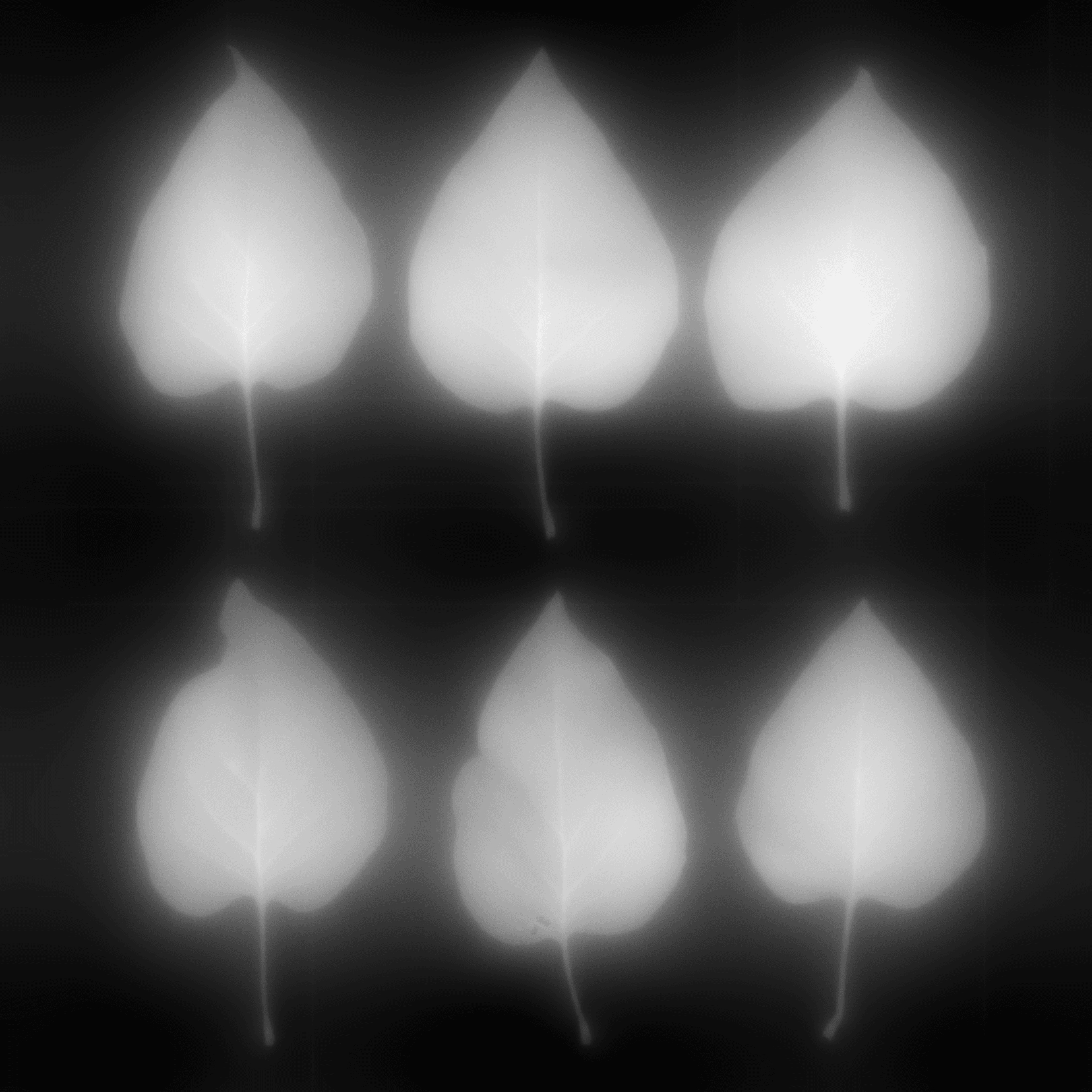 LeafSet004 4K Displacement