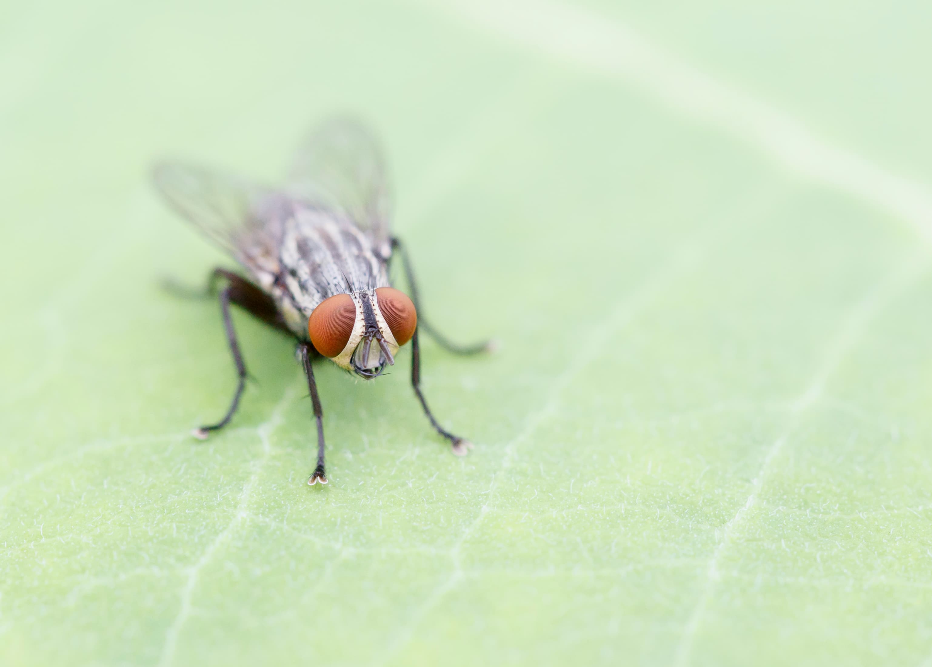 Macro Fly (28436008220)