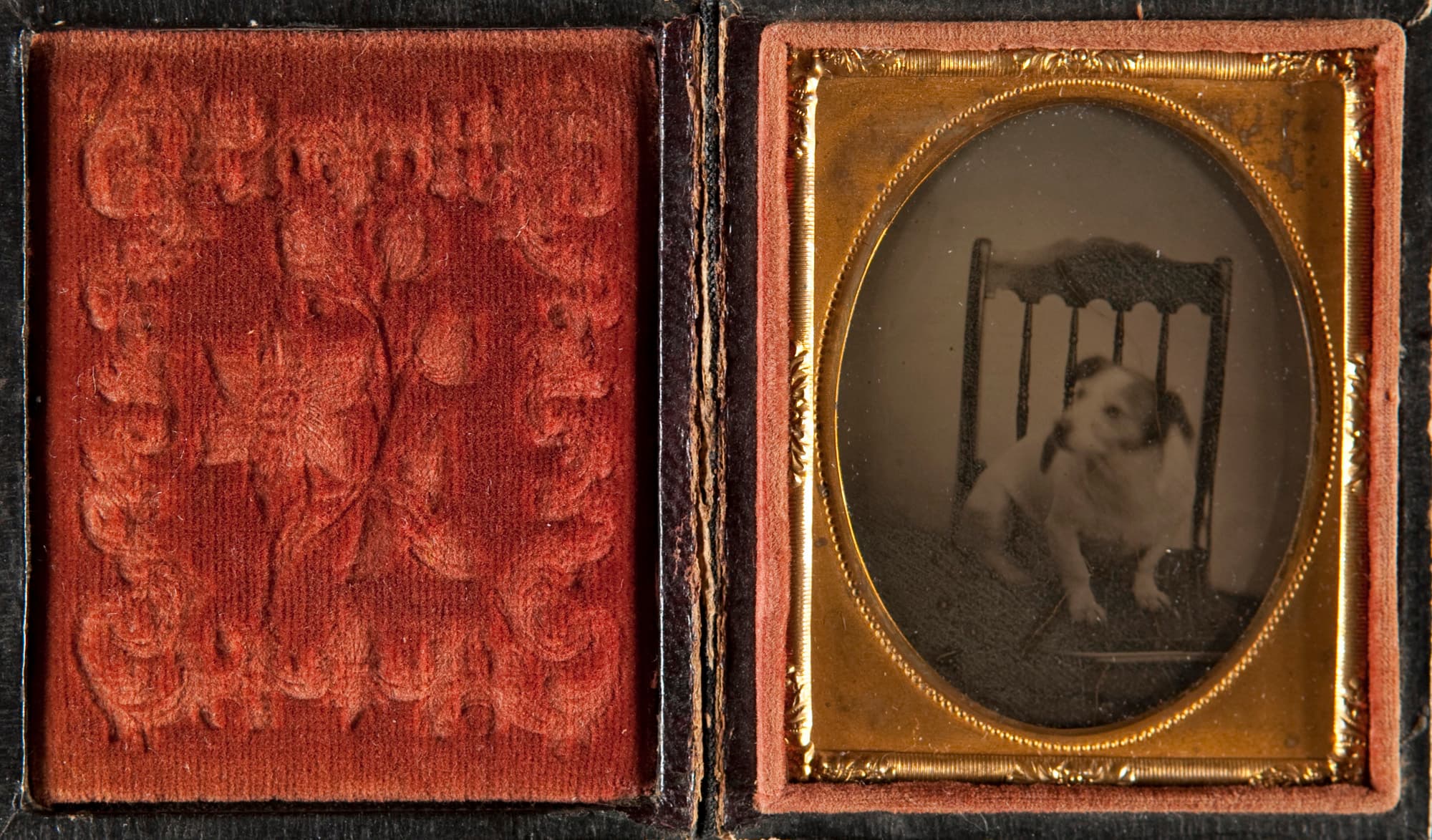 Portrait of a Dog (5710934897)