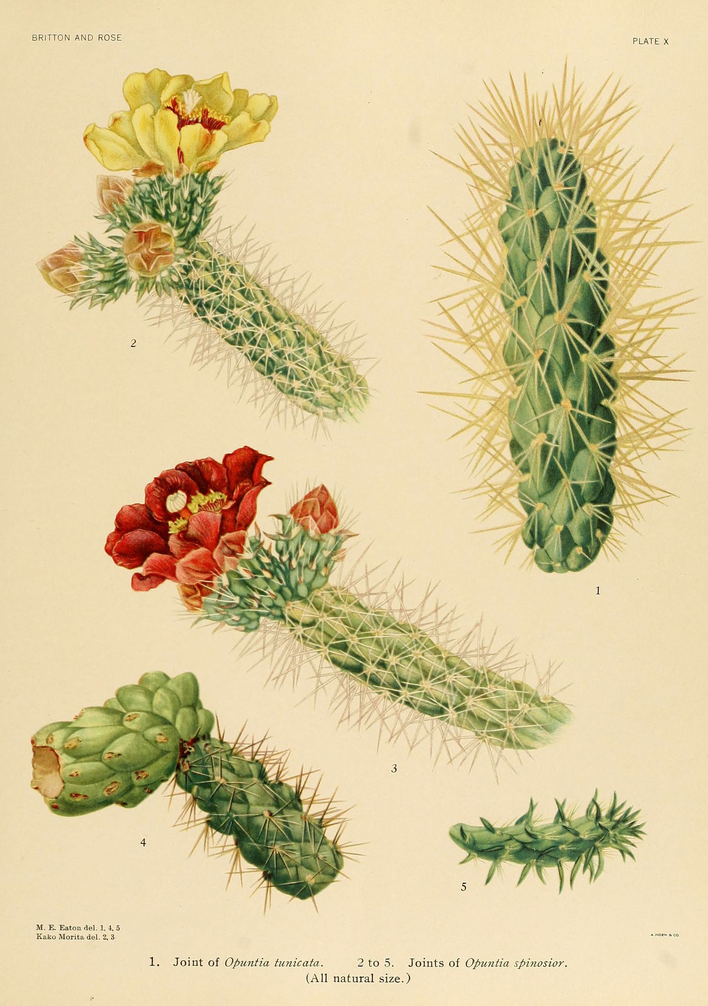 The Cactaceae (Plate X) (6026504326)