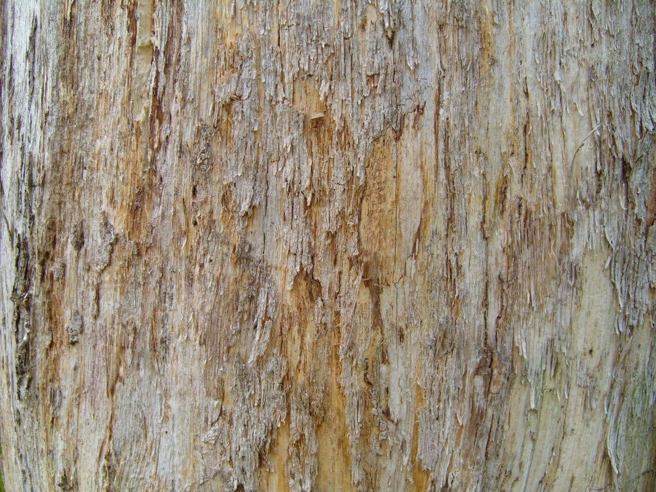 Old wood tree trunk closeup