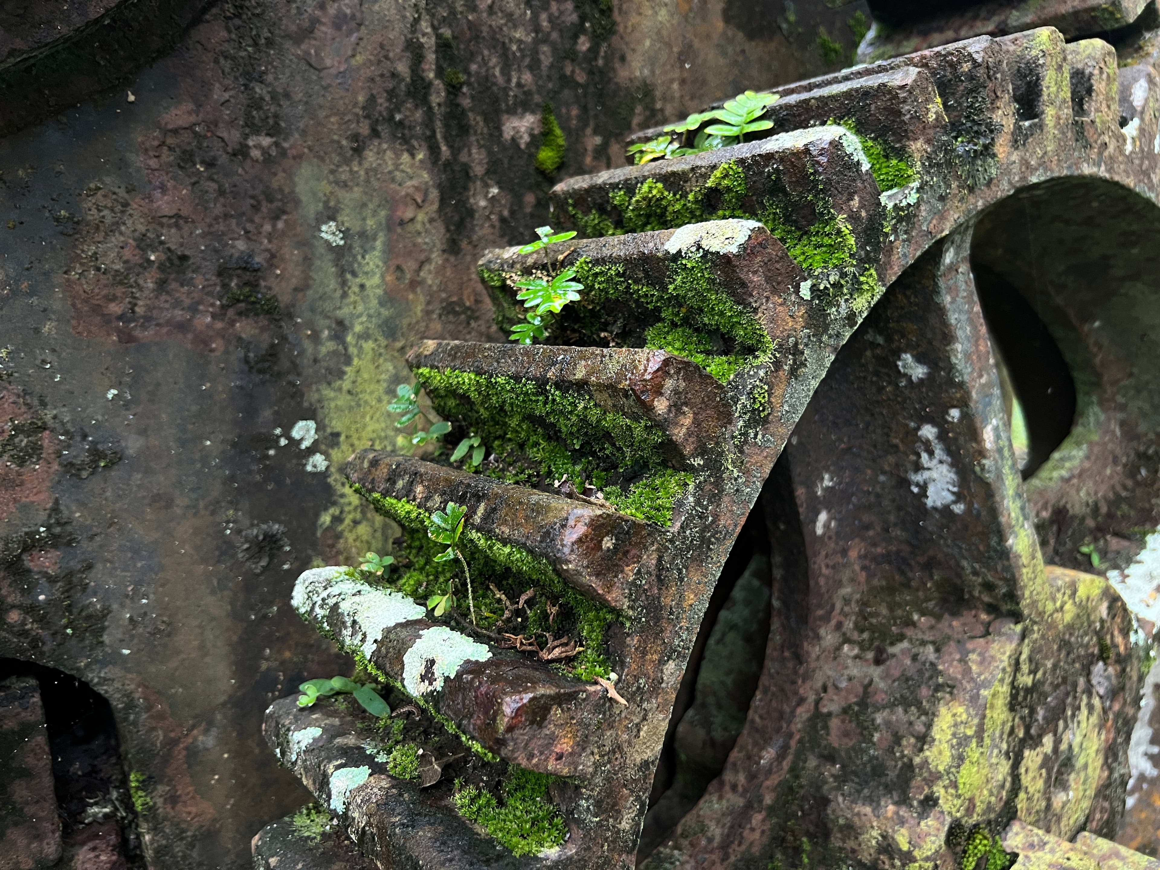 Moss-covered Gear at Serpon Sugar Mill